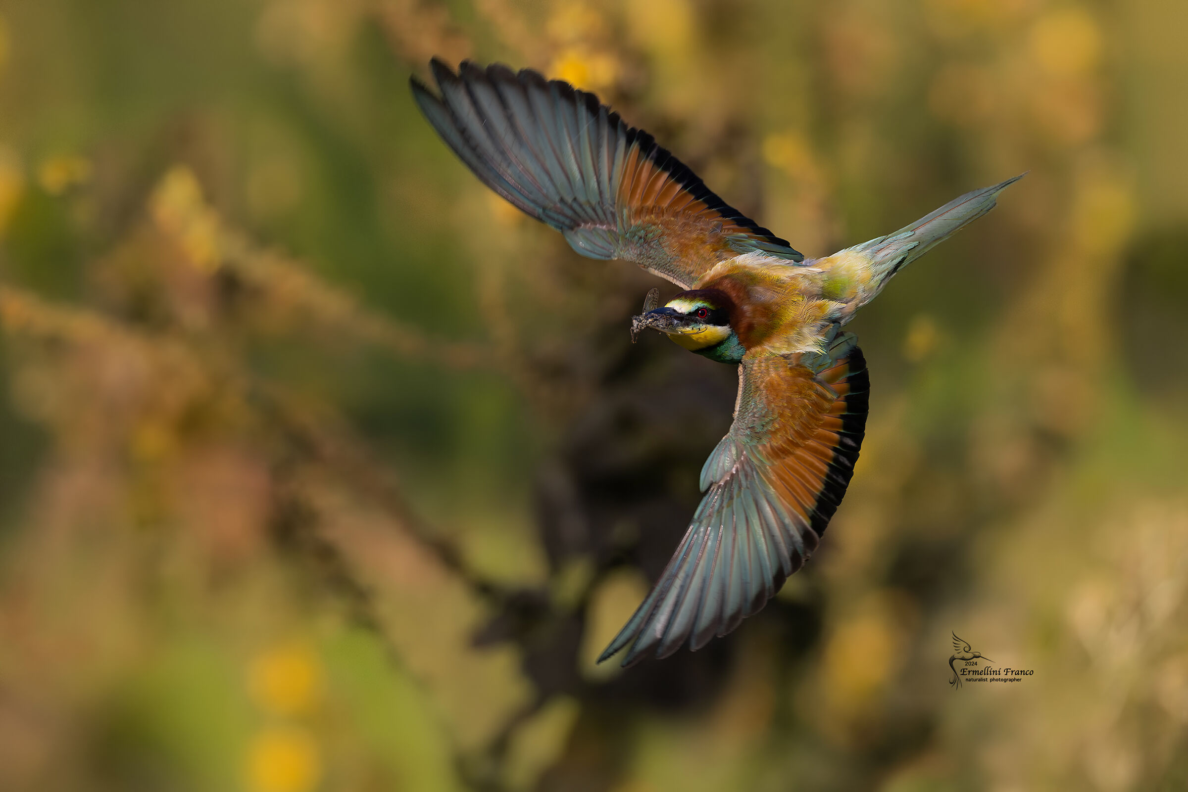 Bee-eater
