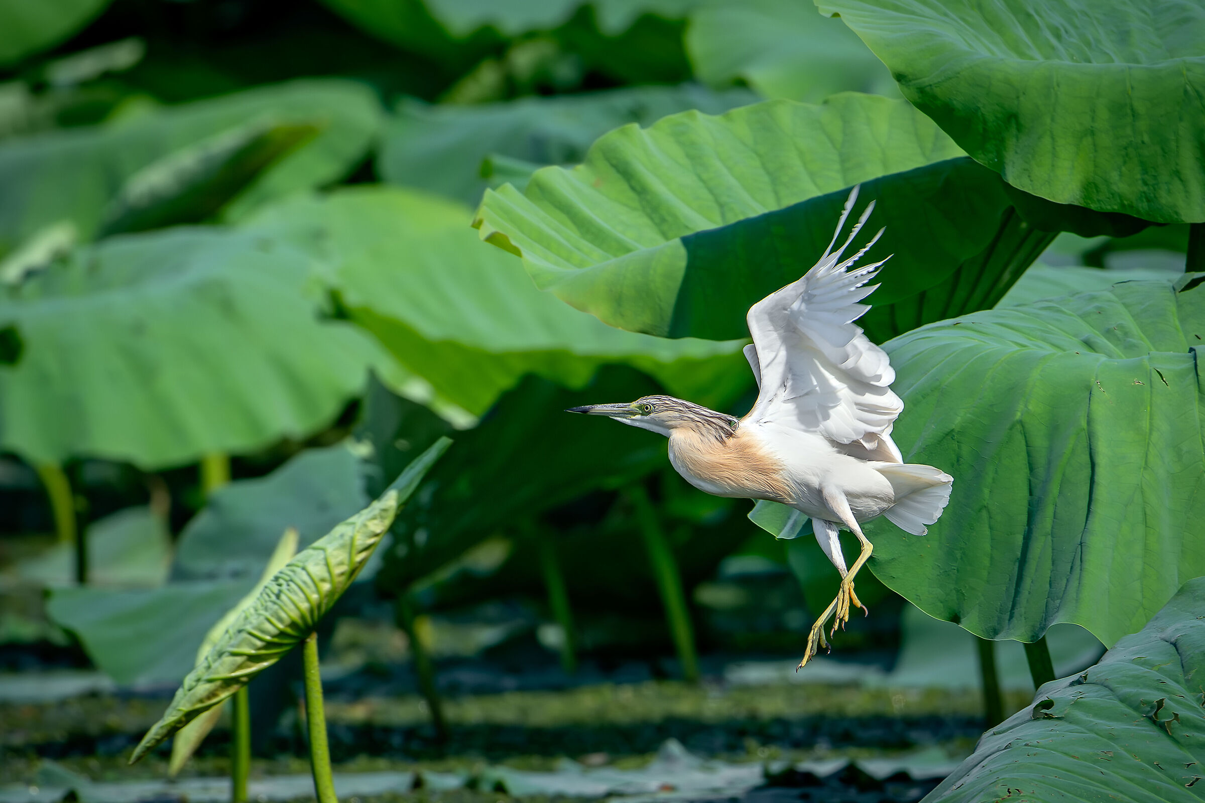 Squacco heron