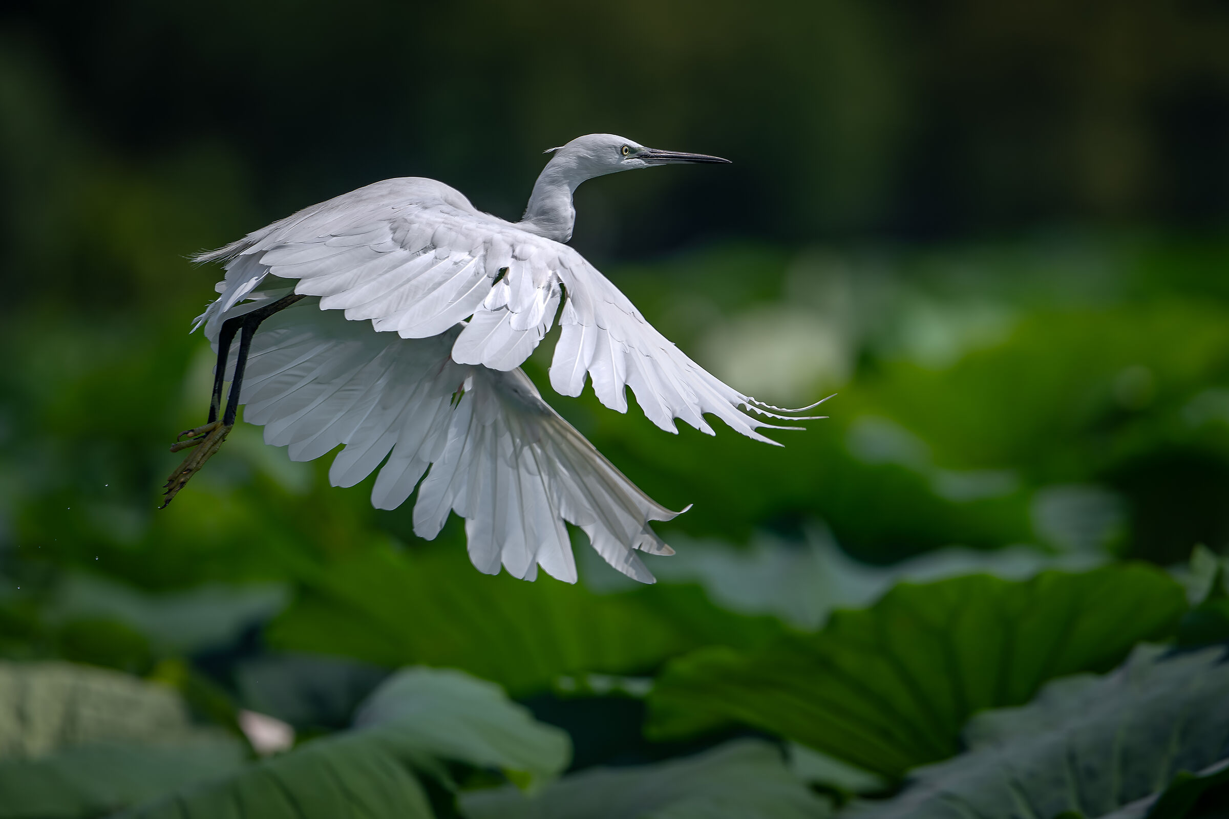 Egret