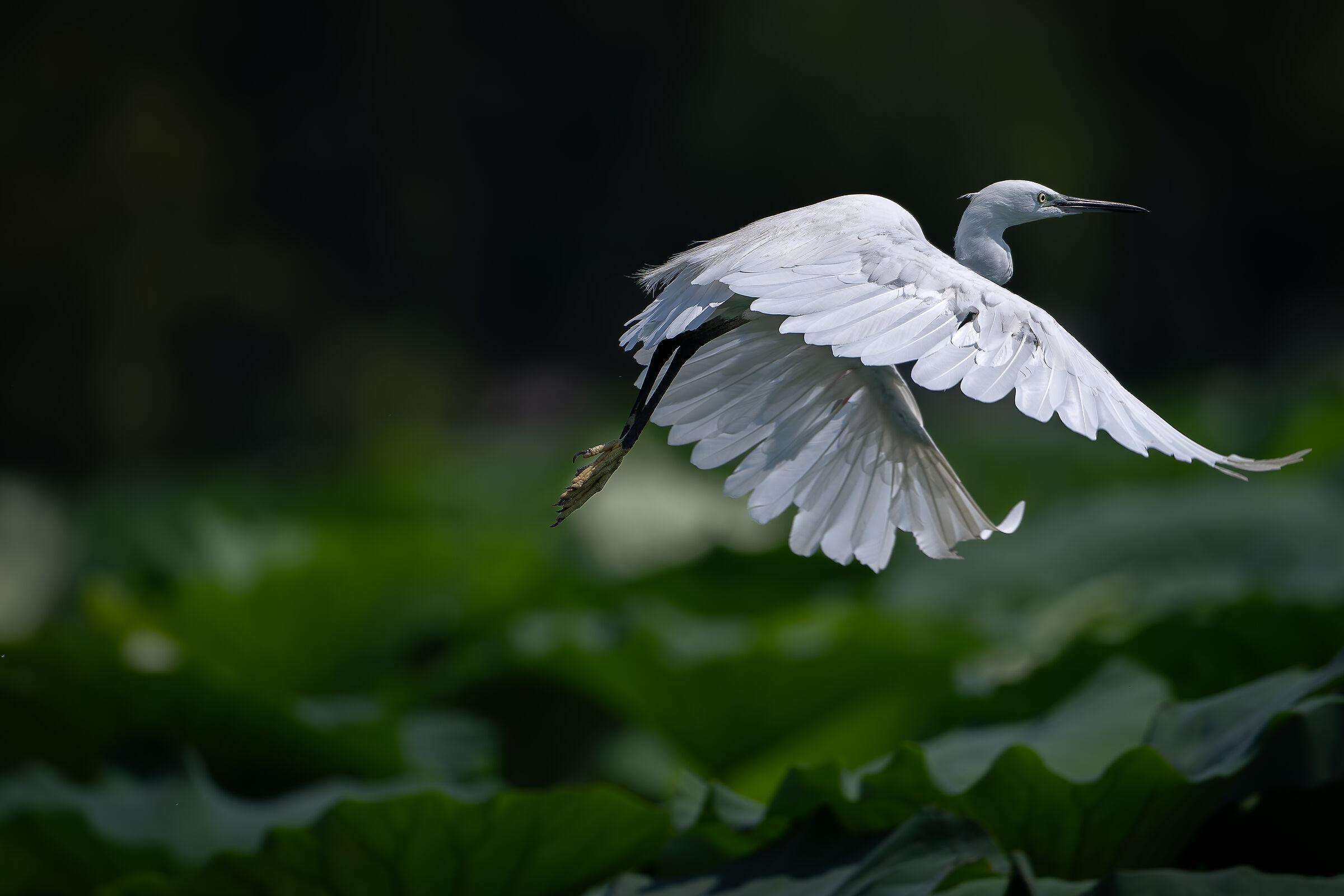 Egret