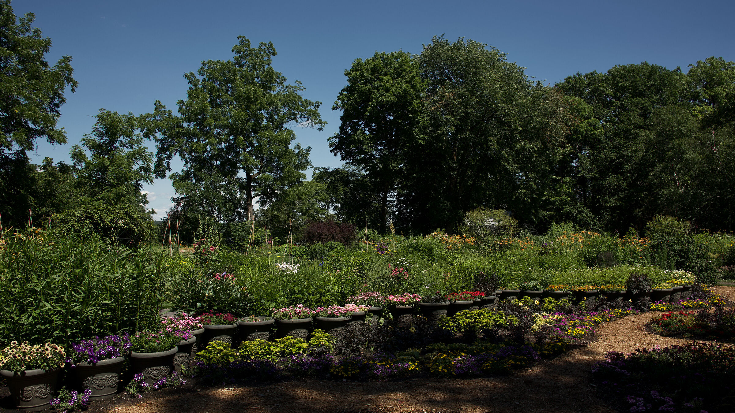 Fiori da giardino - Quebec City