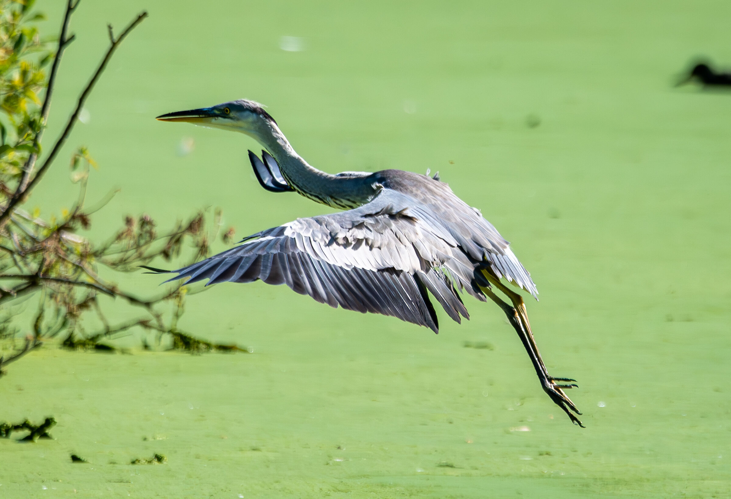 Gliding grey heron