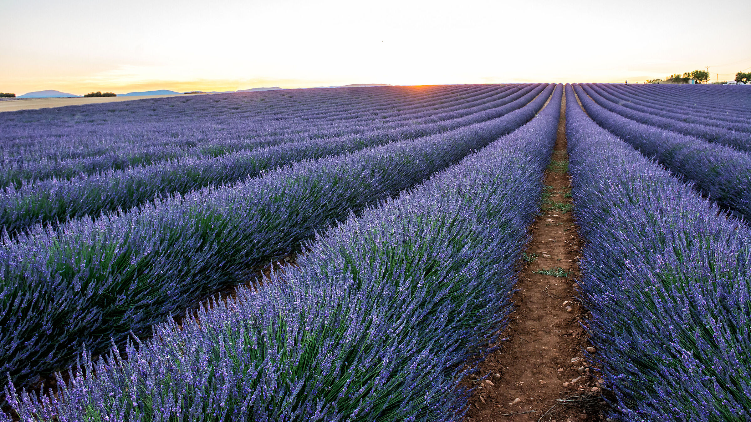 La bellezza di Valensole