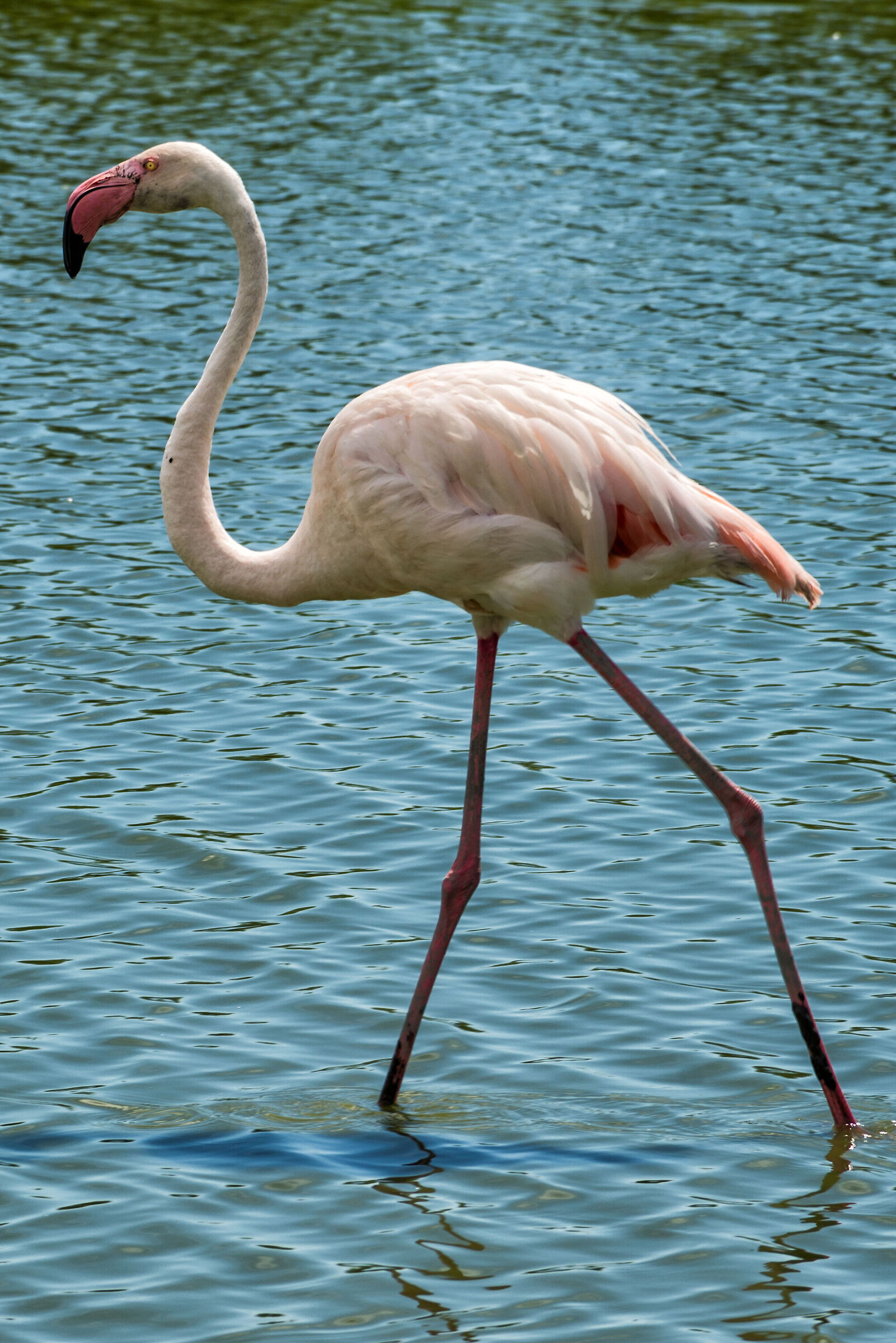 Il fenicottero rosa
