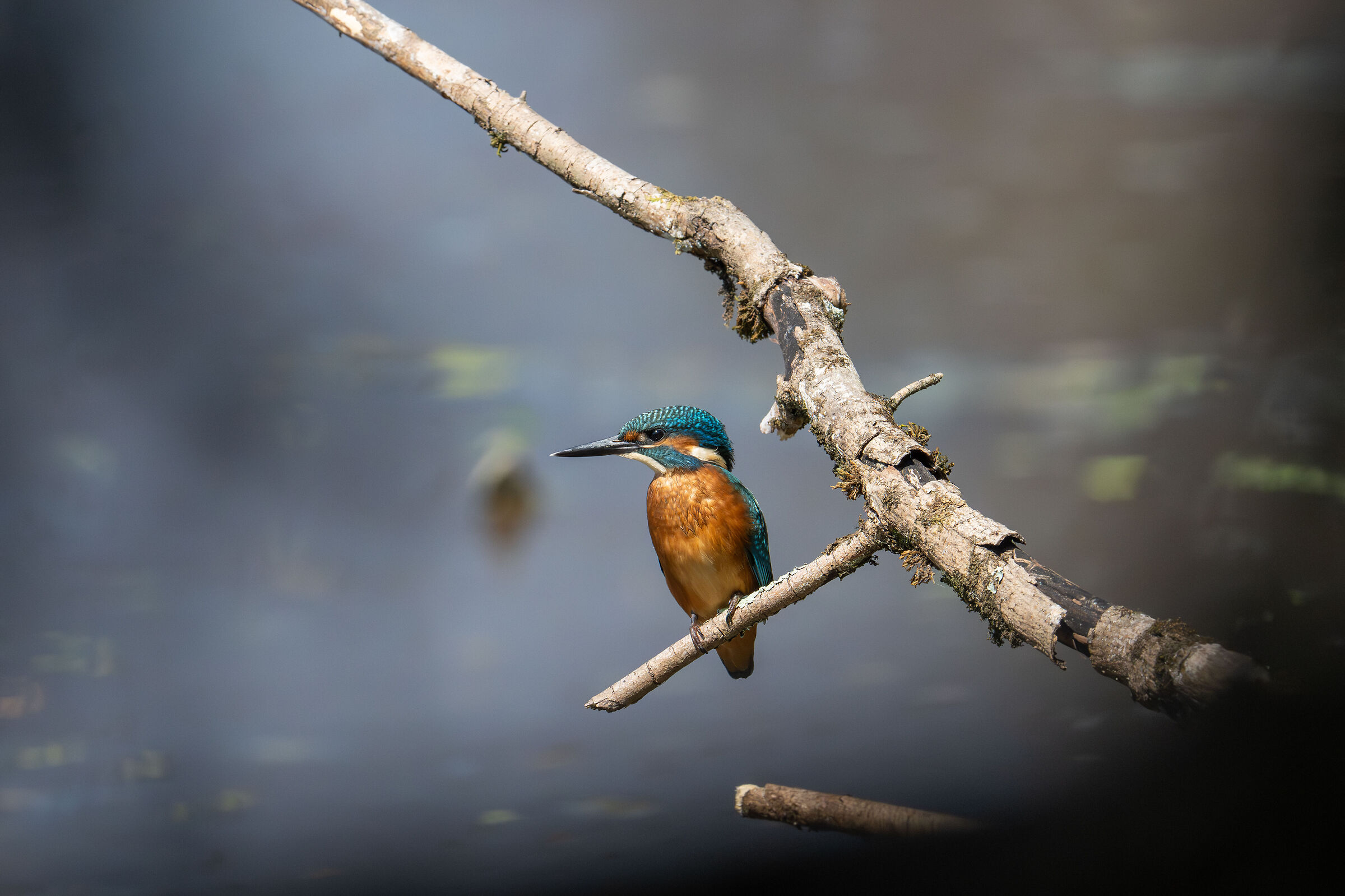 kingfisher