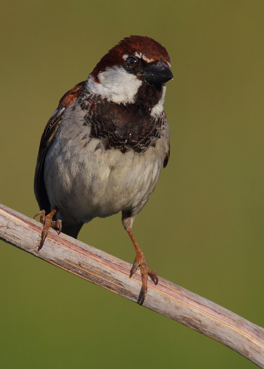 sparrow
