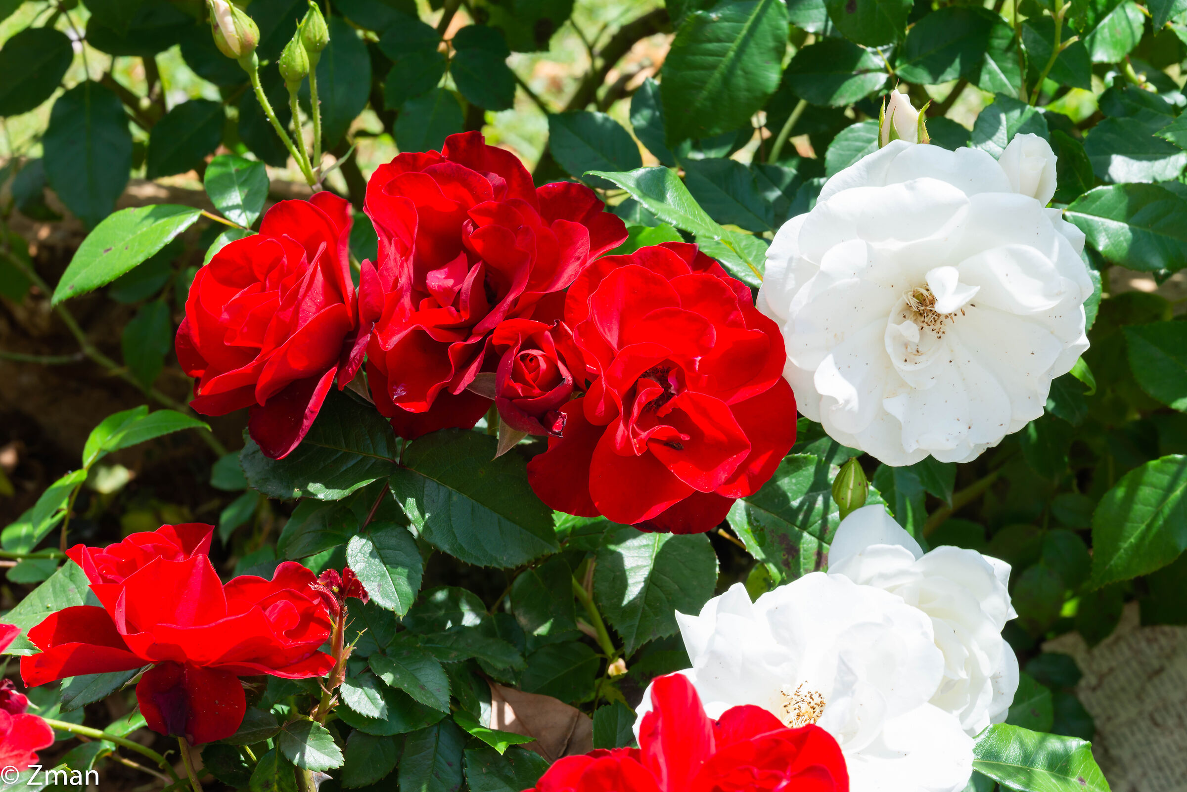 Rose rosse e bianche