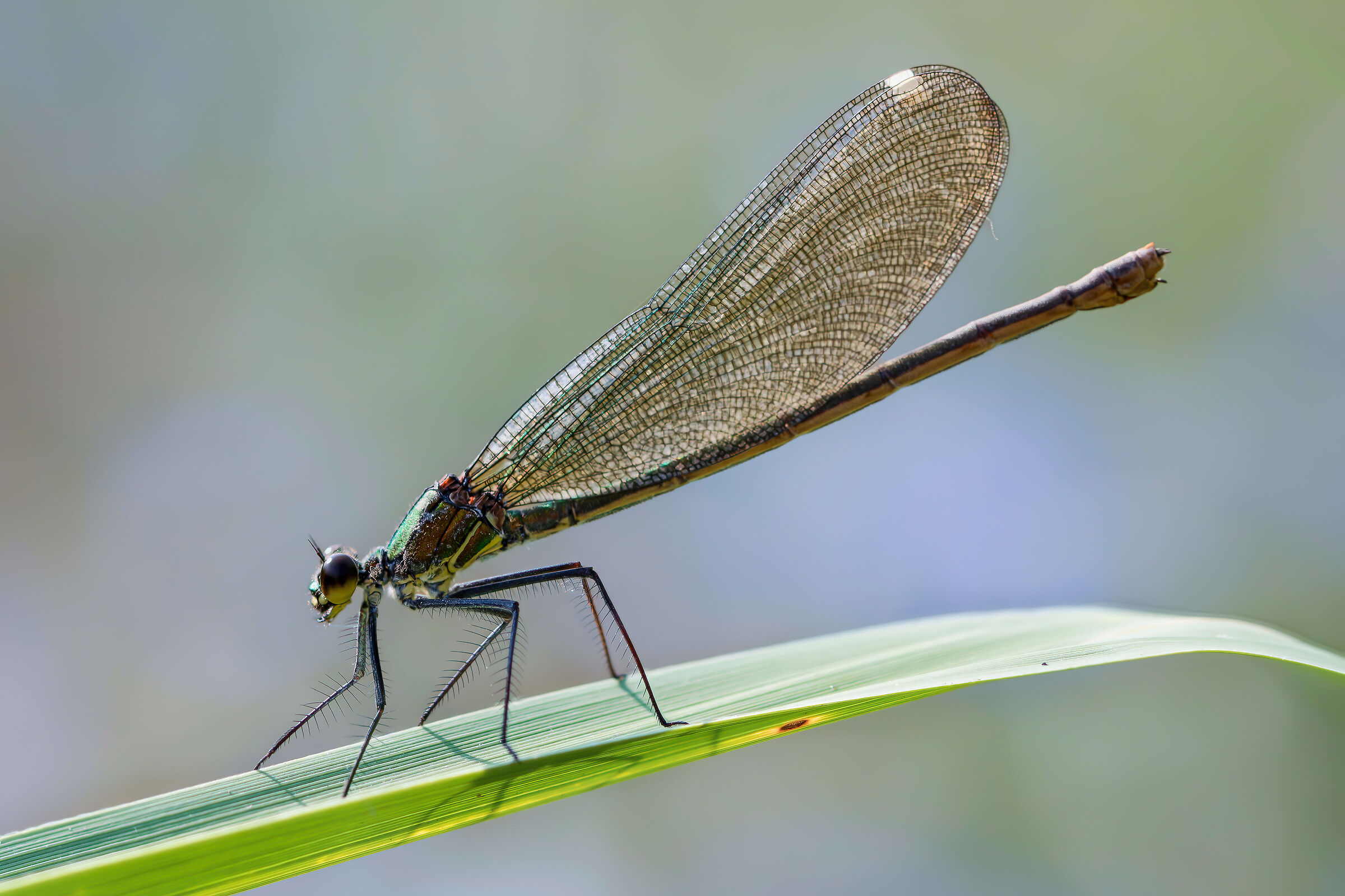Calopteryx sp. z o.o.