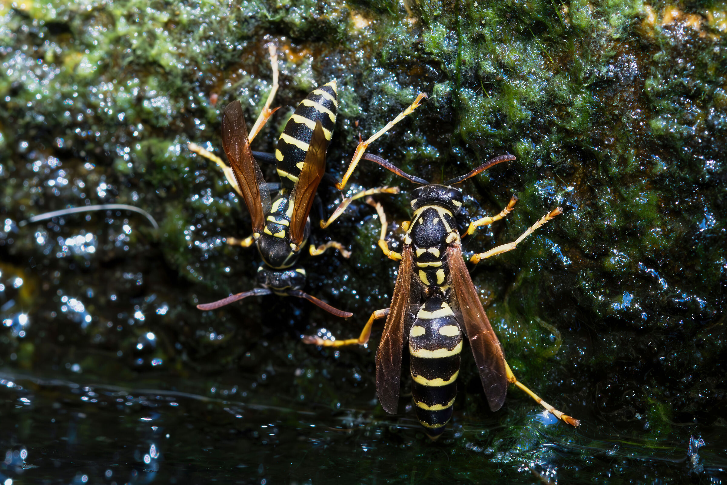 Wasps drinking