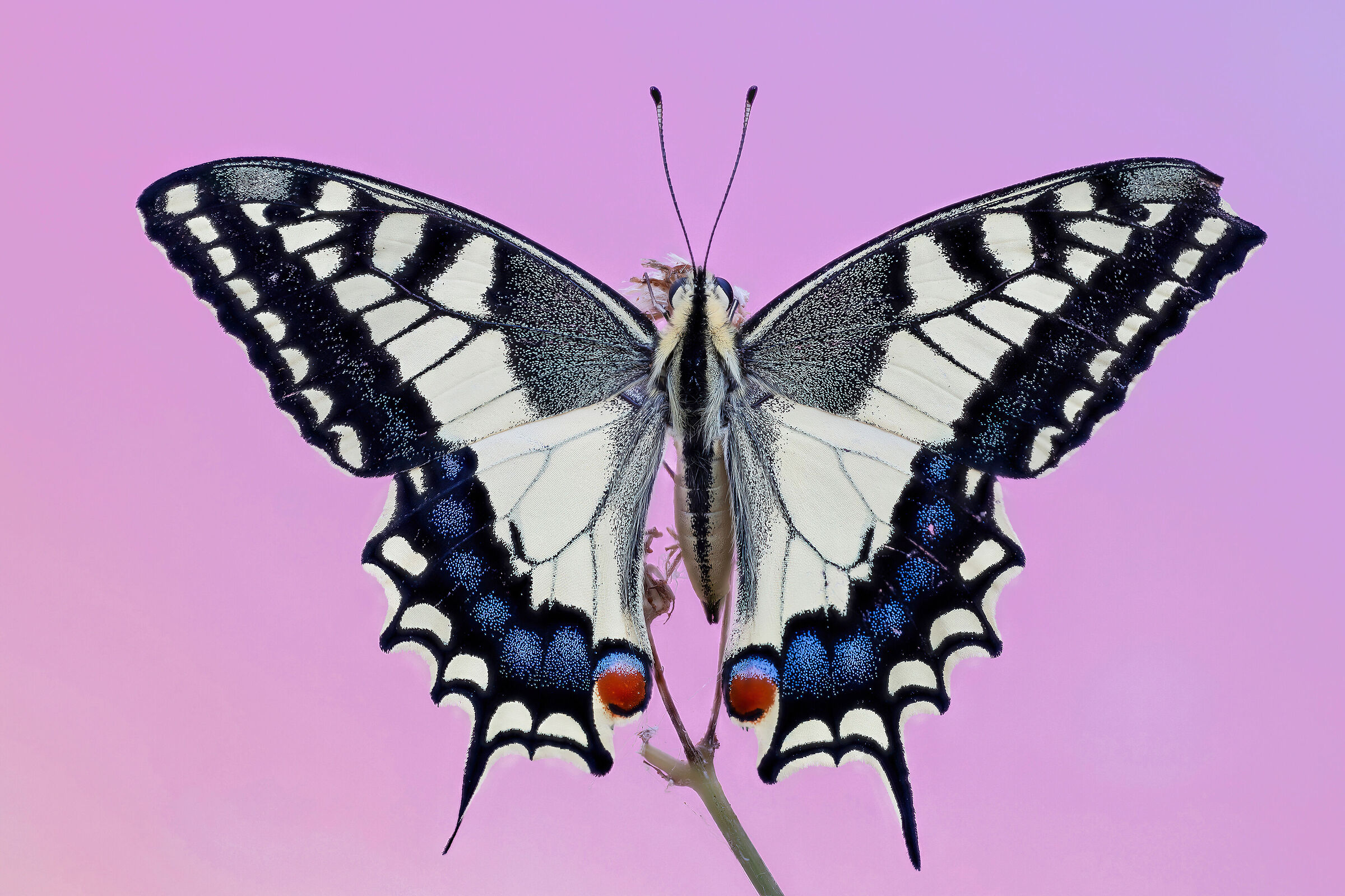 Papilio machaon
