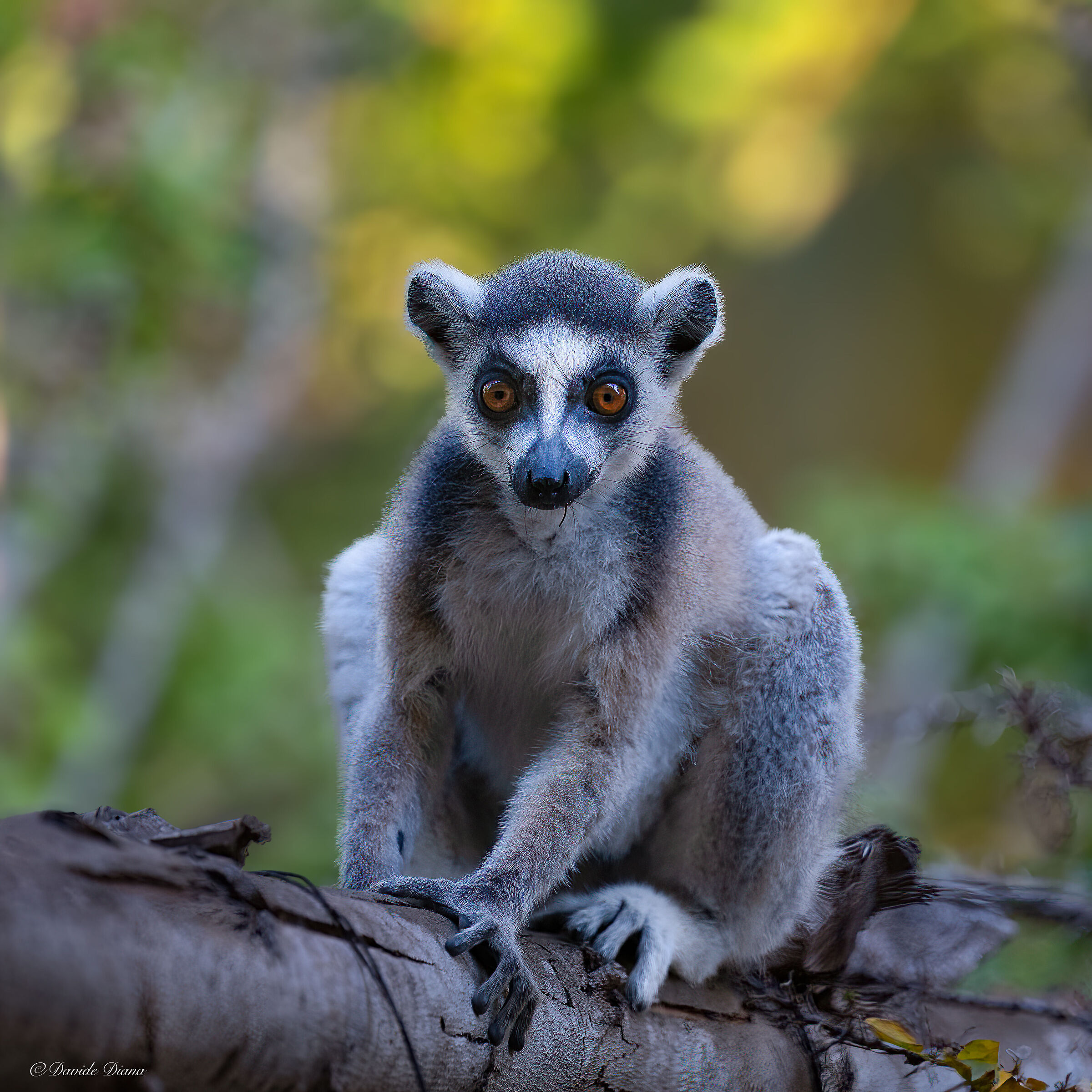 Madagascar