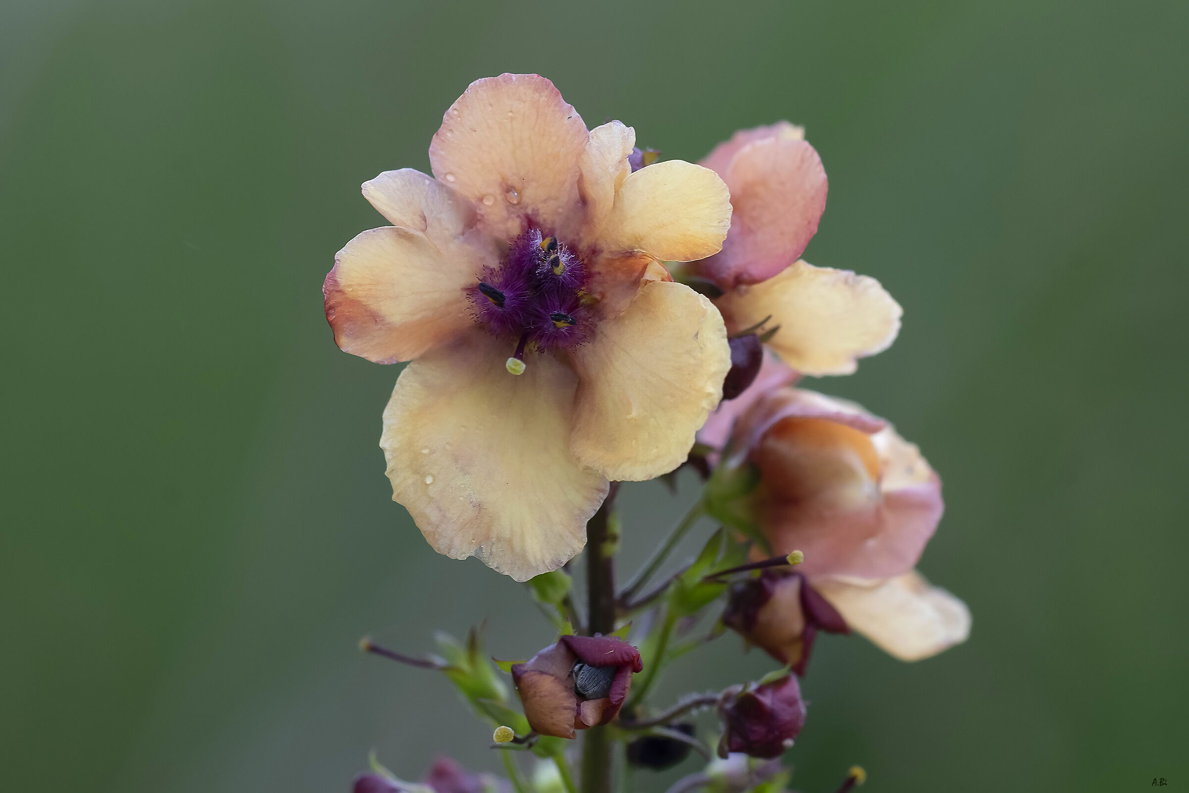 Verbascum??