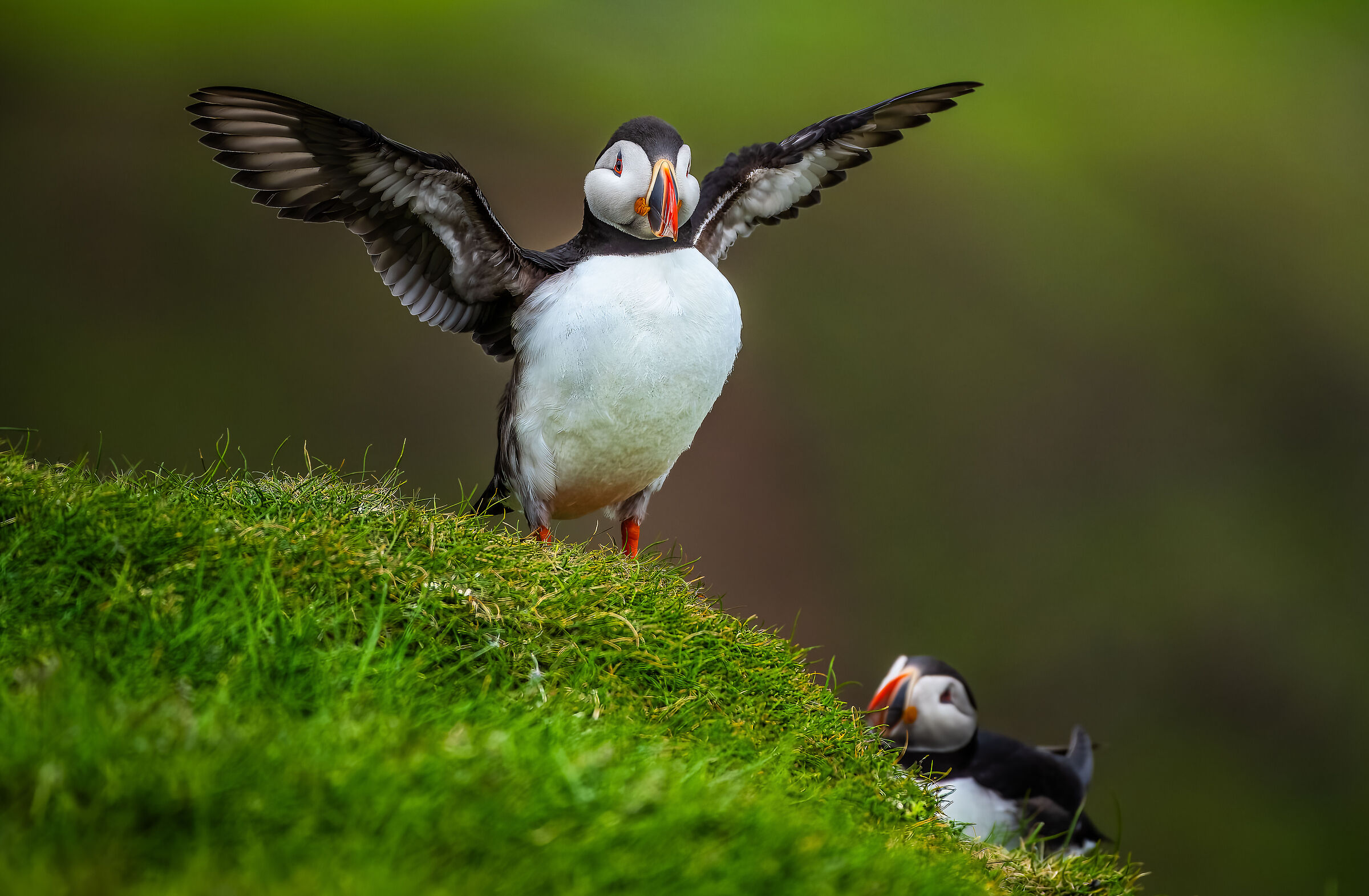 Puffin 1