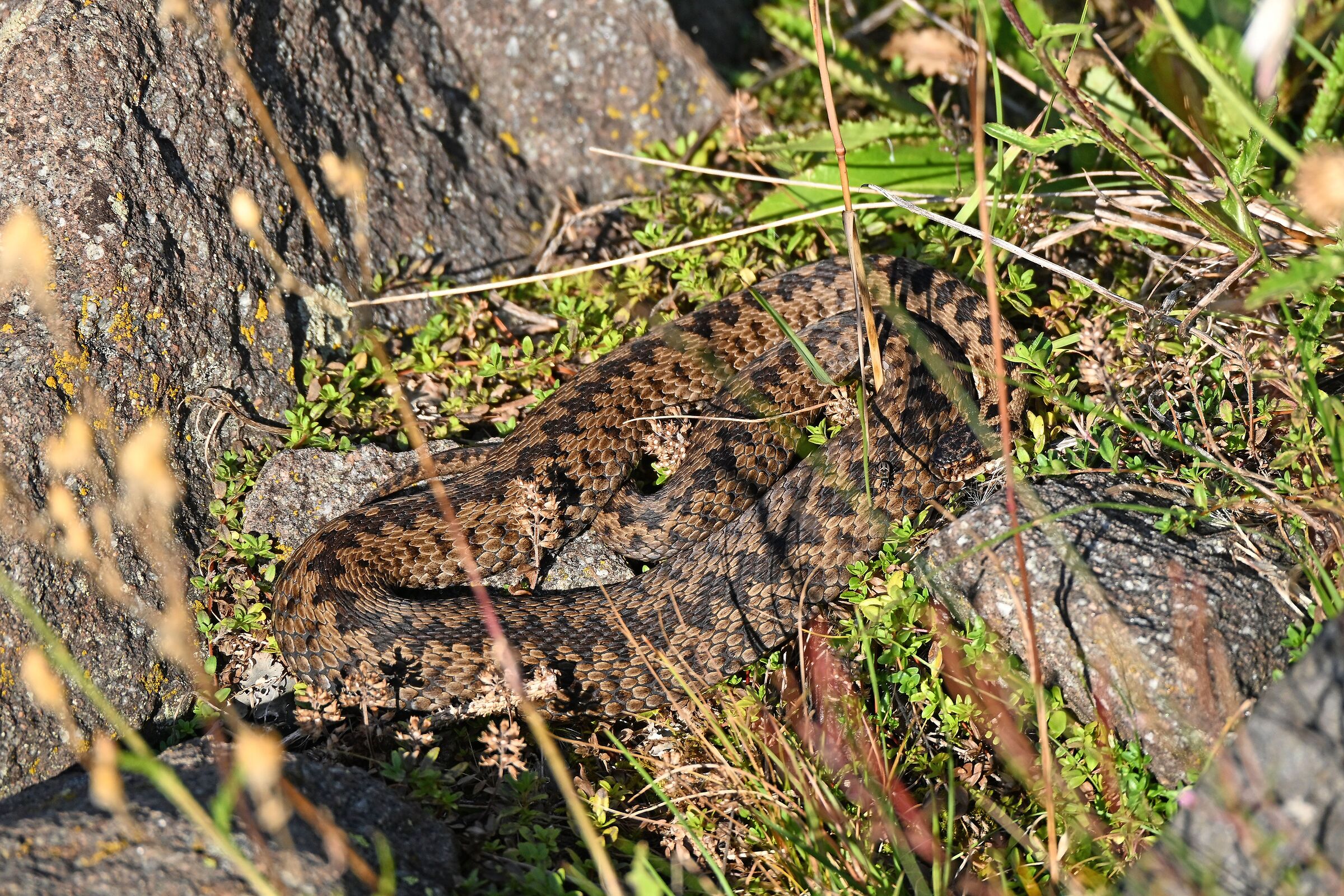 Vipera berus