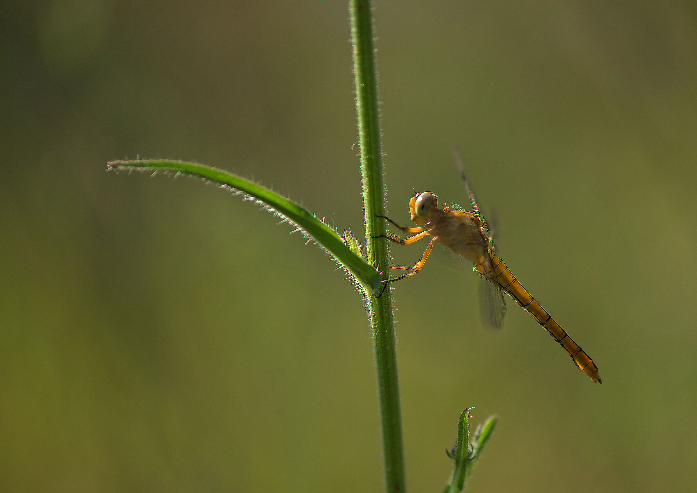 Orthetrum coerulescens