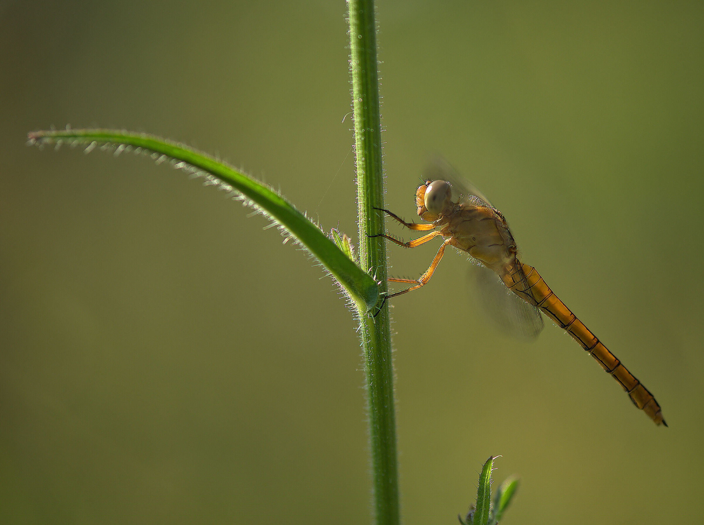 Orthetrum coerulescens