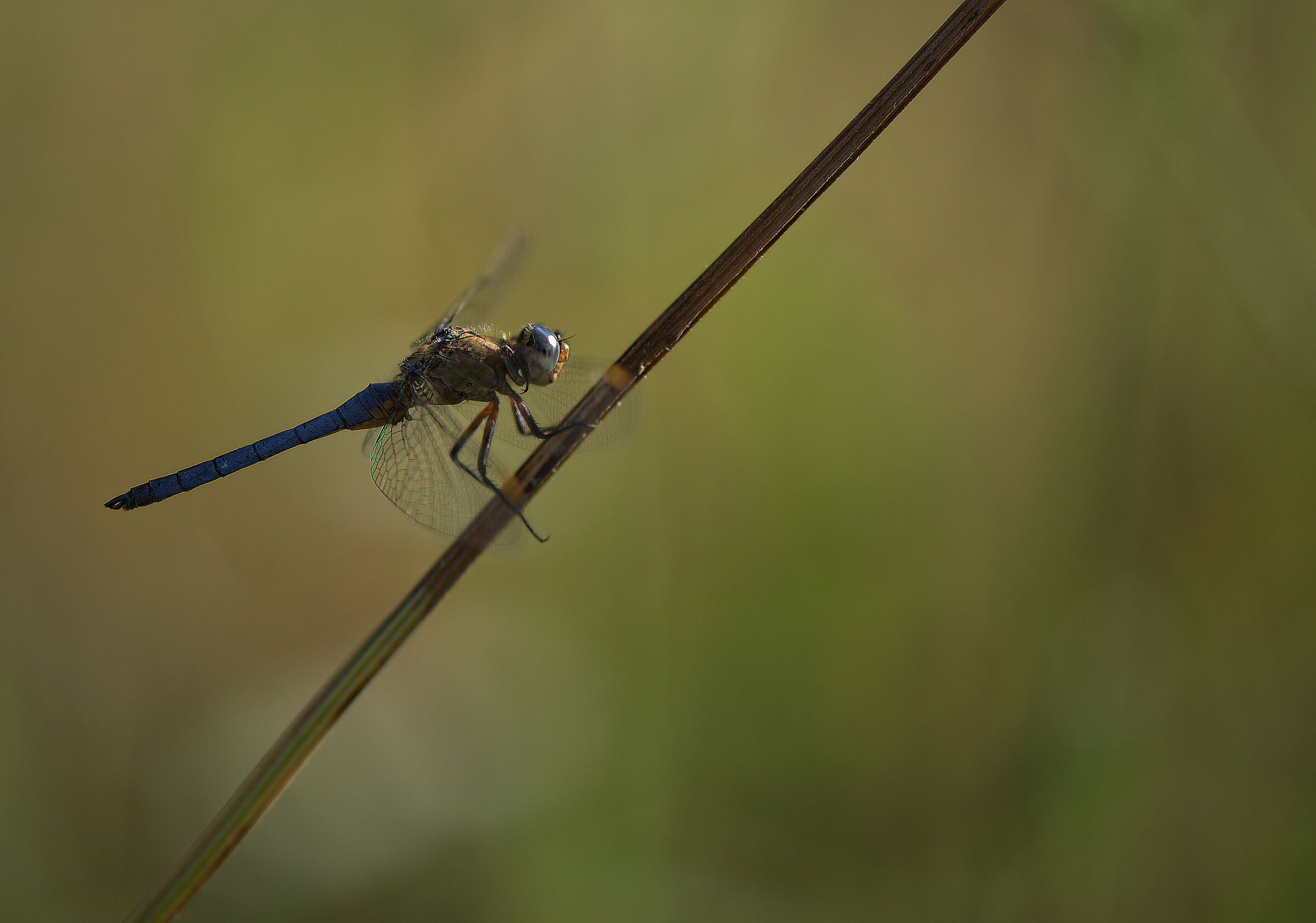 Orthetrum coerulescens