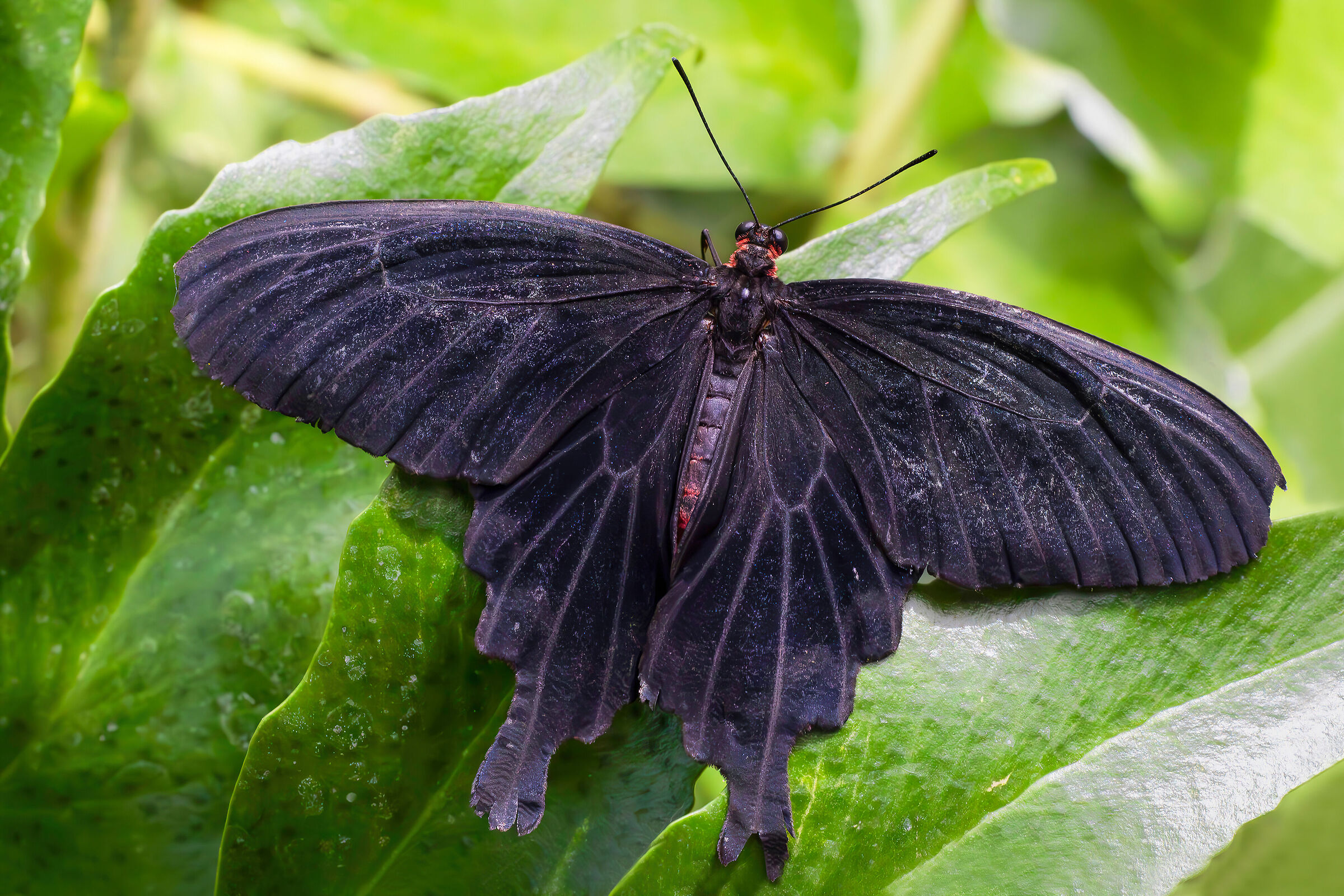 Pachliopta kotzebuea