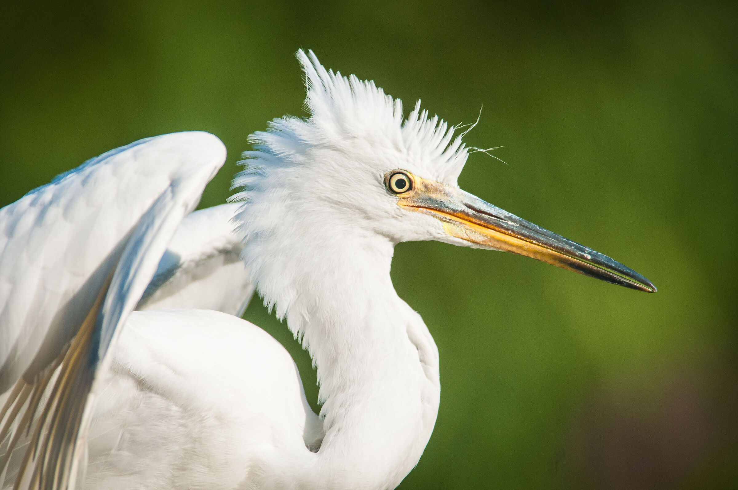 Little Egret (Egretta garzetta)
