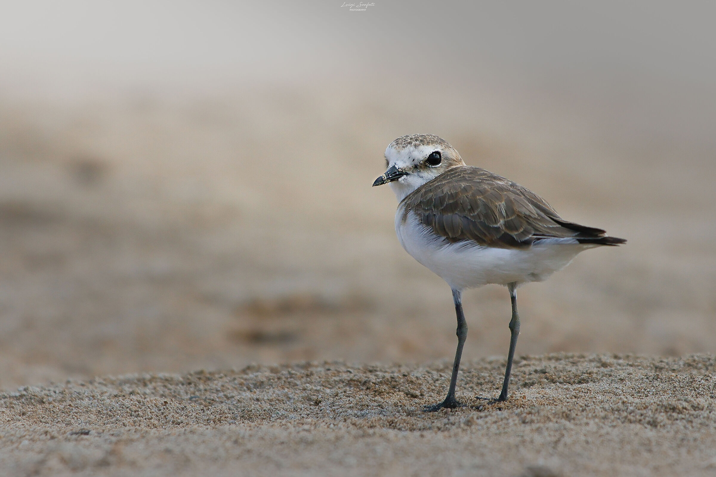 Kentish plover (Charadrius alexandrinus)