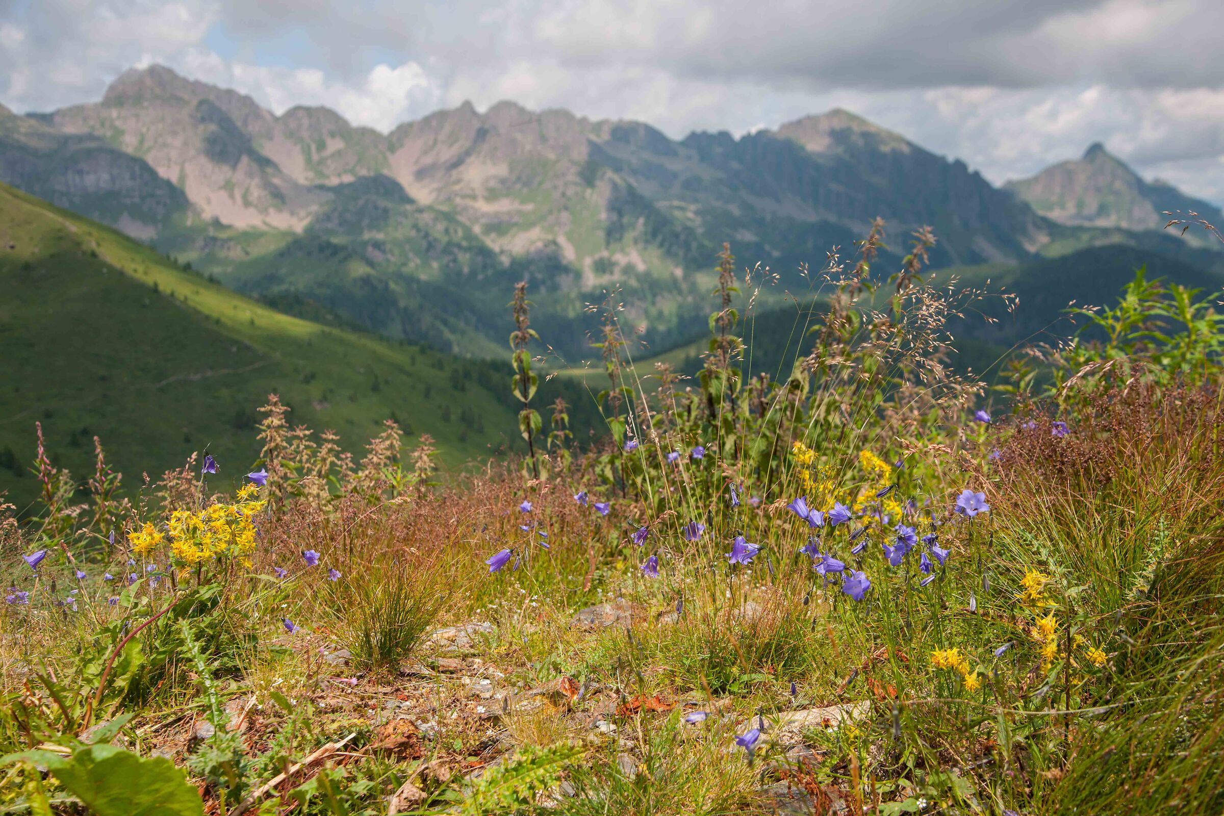 Alpine flora