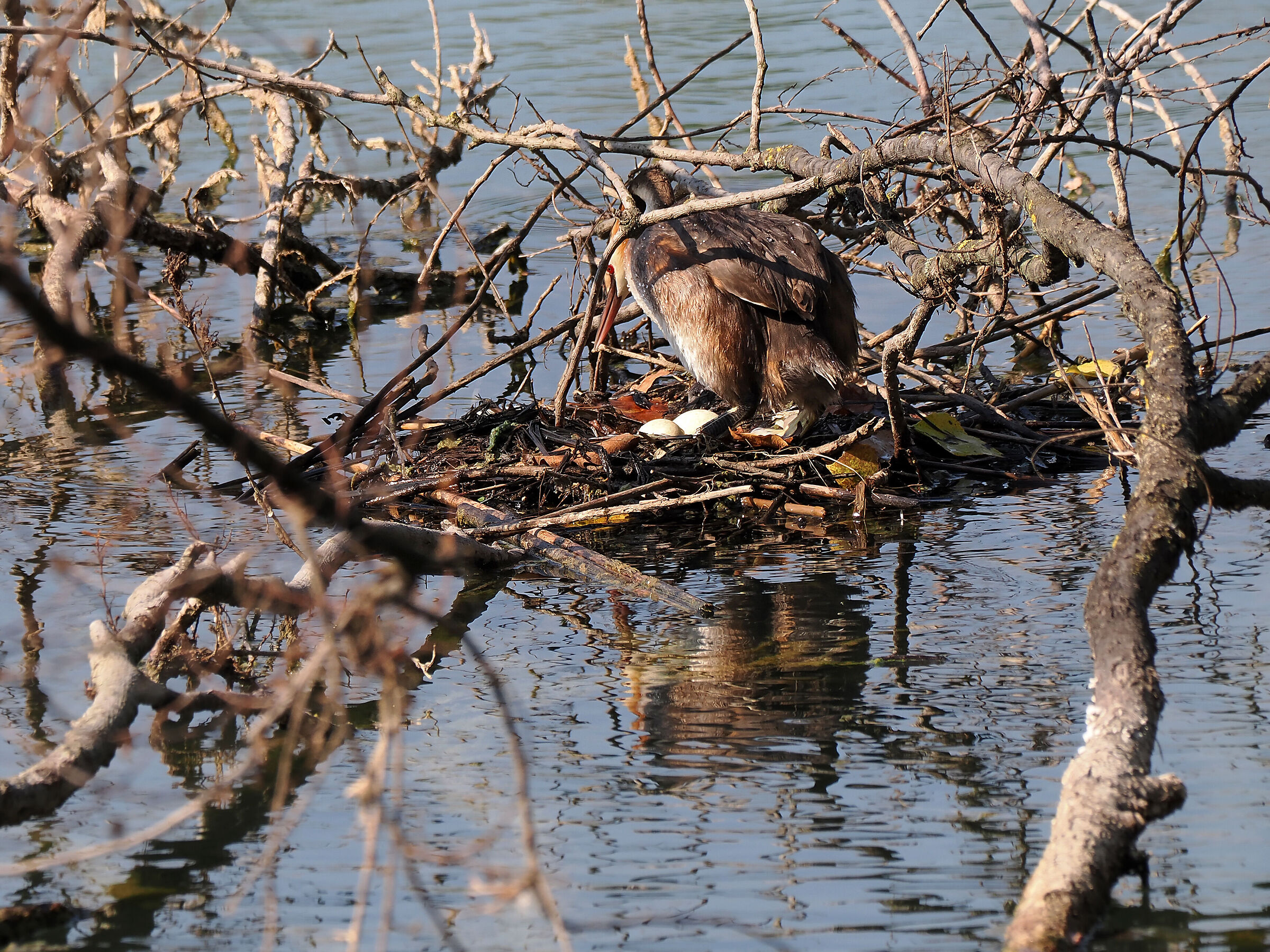 Return to the nest for hatching