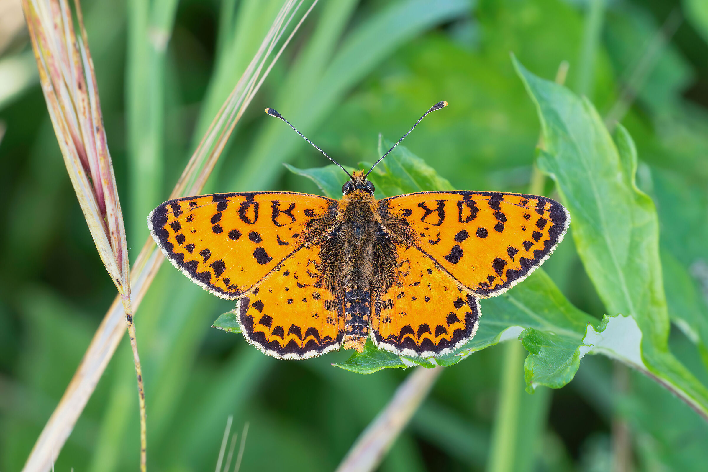 Melitaea didyma