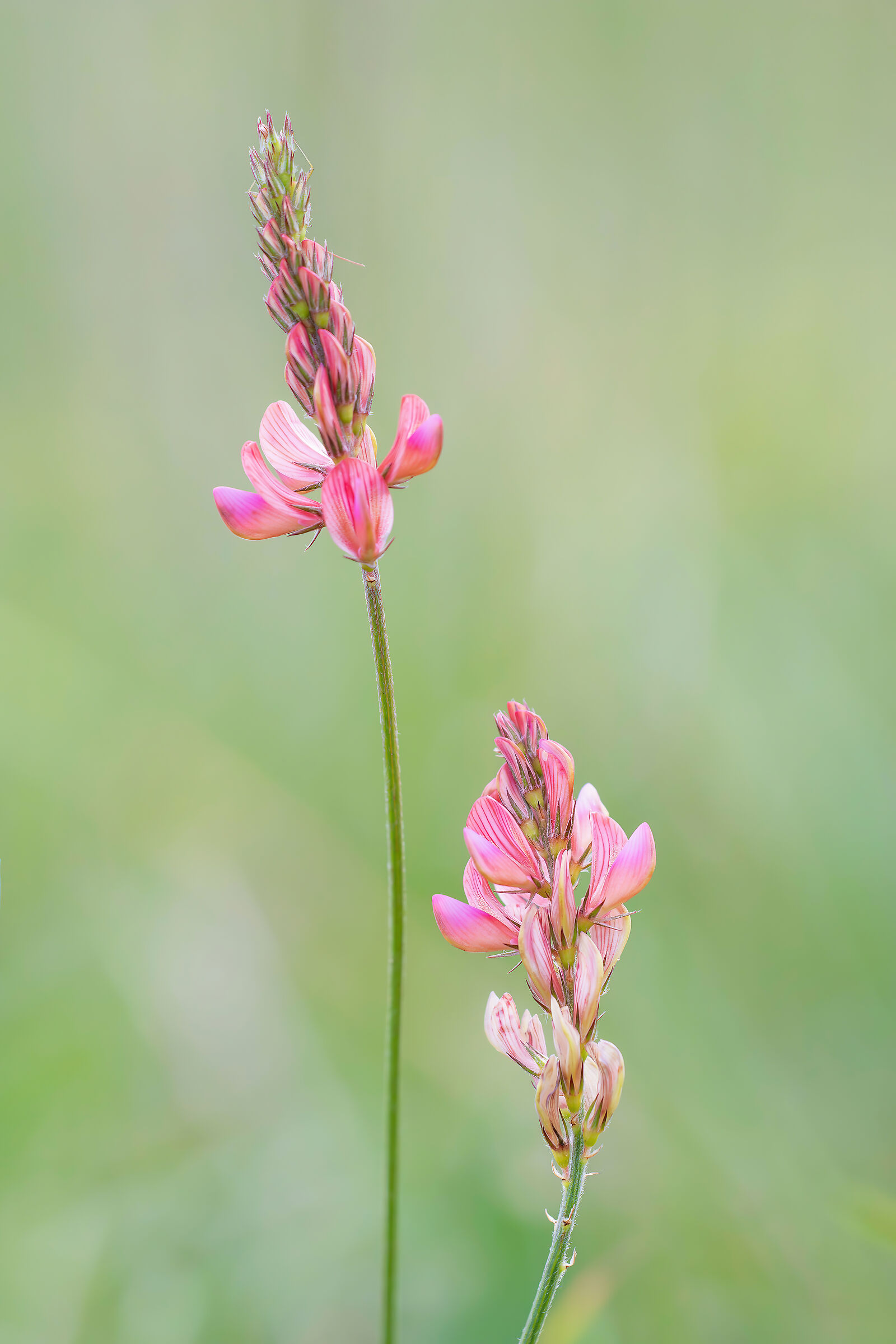 Sainfoin