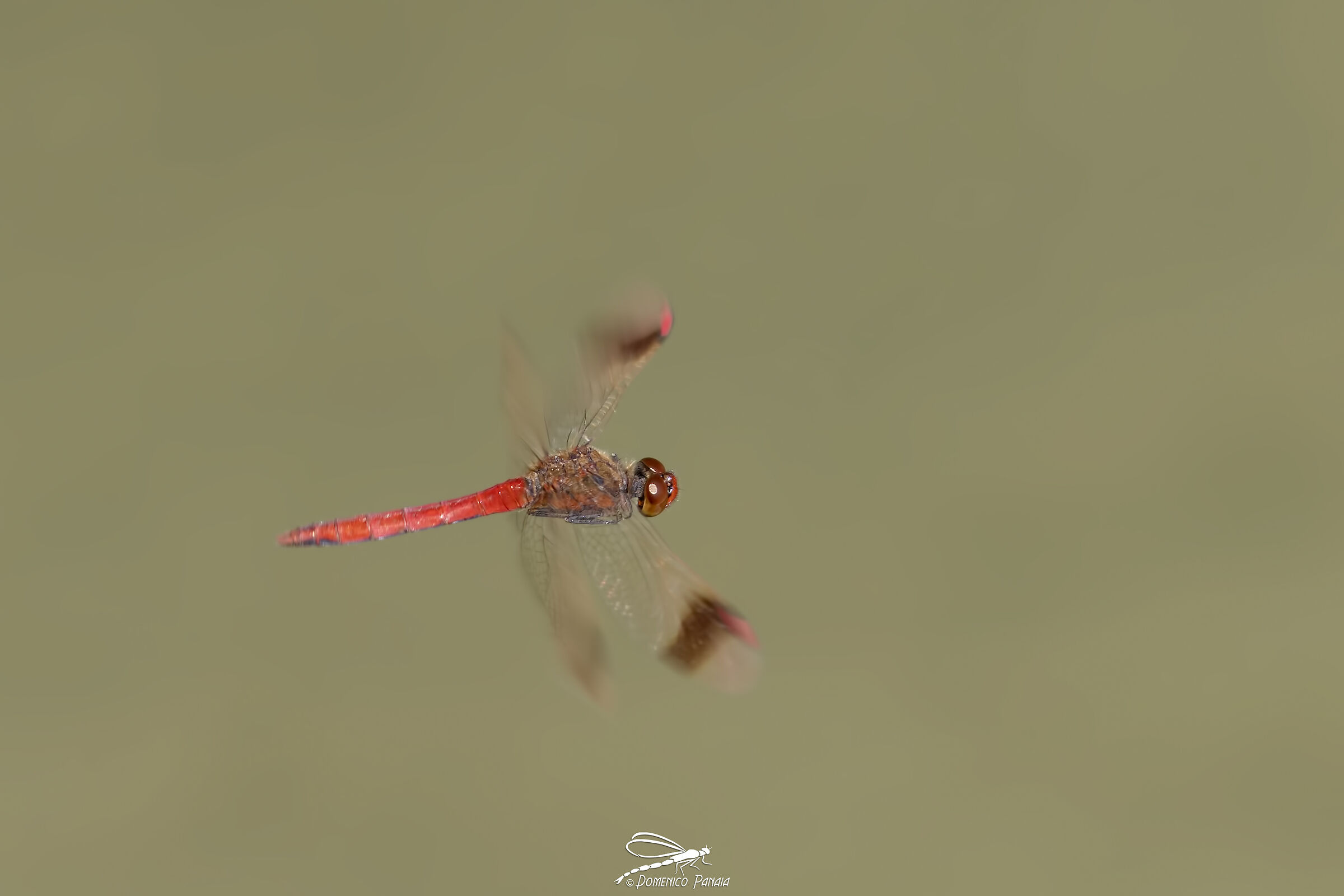 Sympetrum Pedemontanum