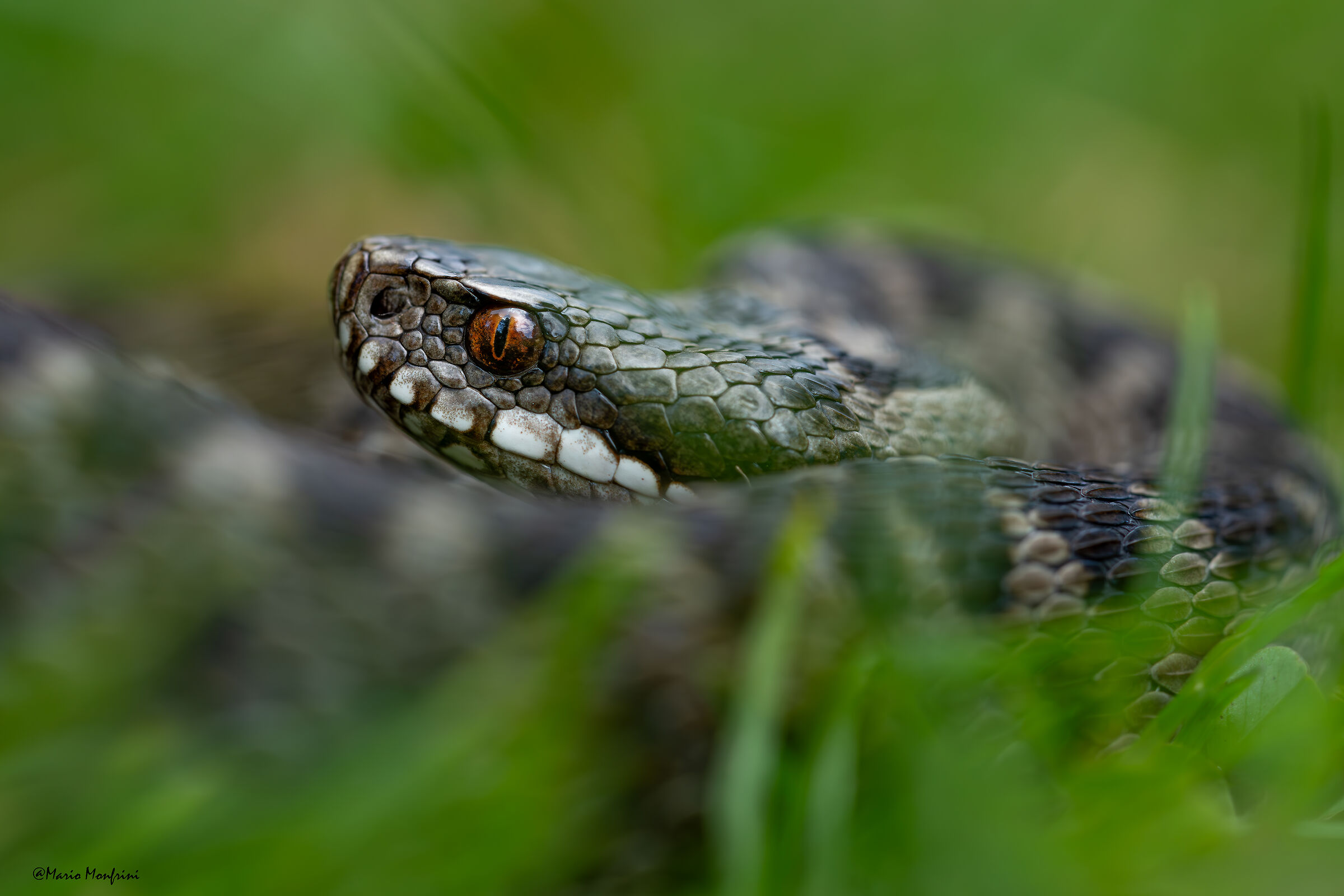 Rare Beauty - Walser Viper
