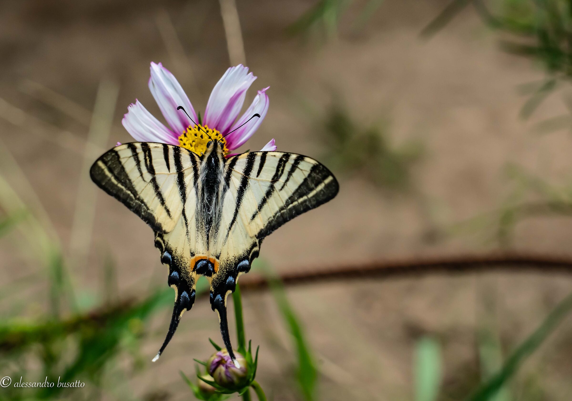 Scarce swallowtail