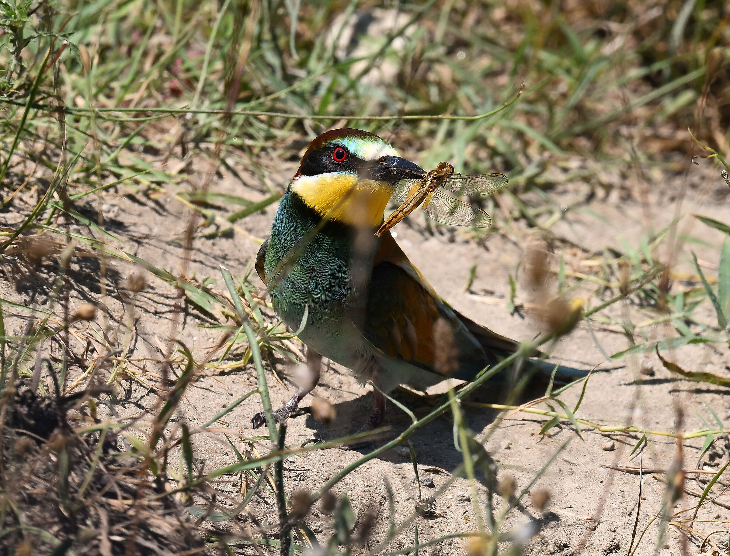 gruccione con libellula