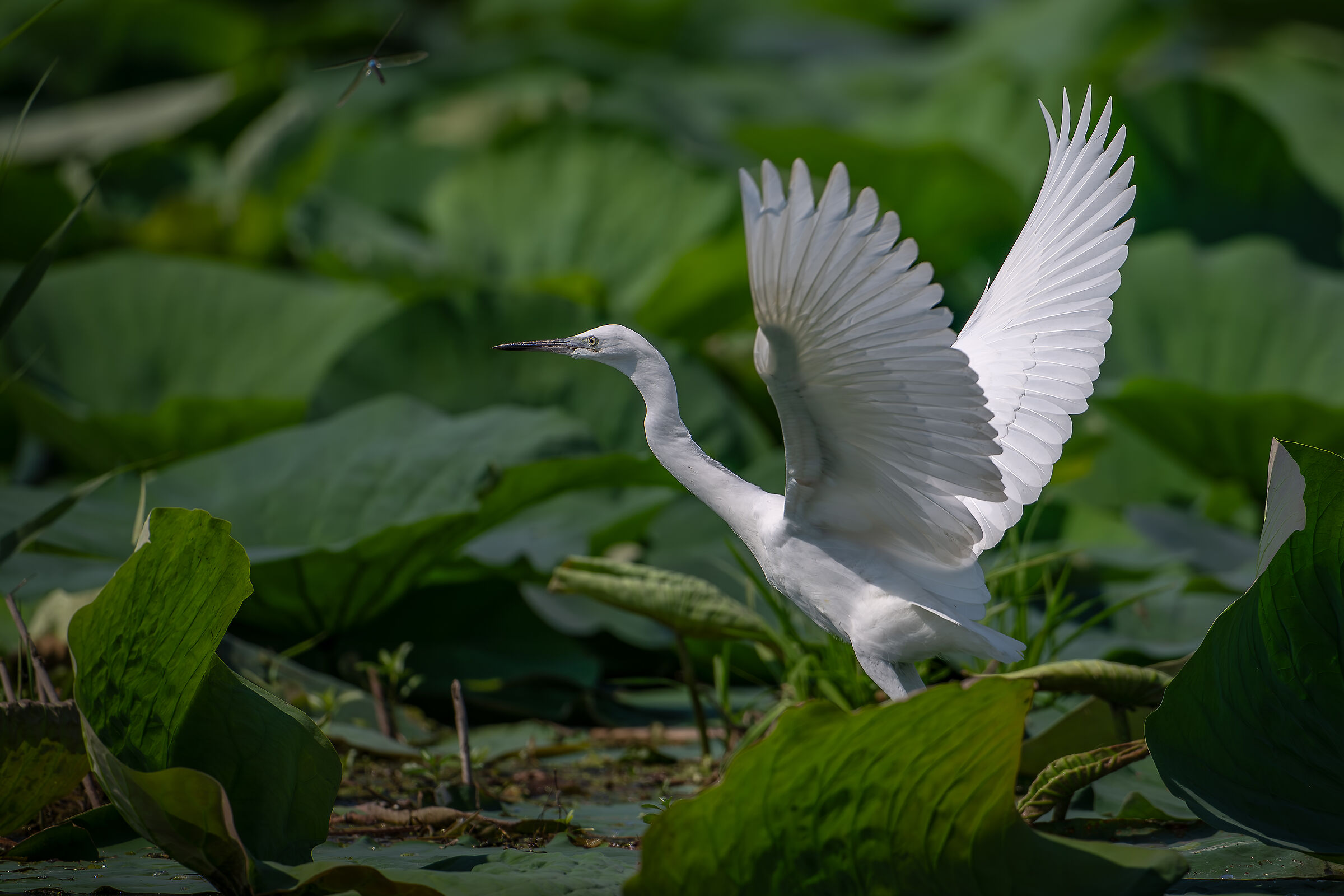 Egret