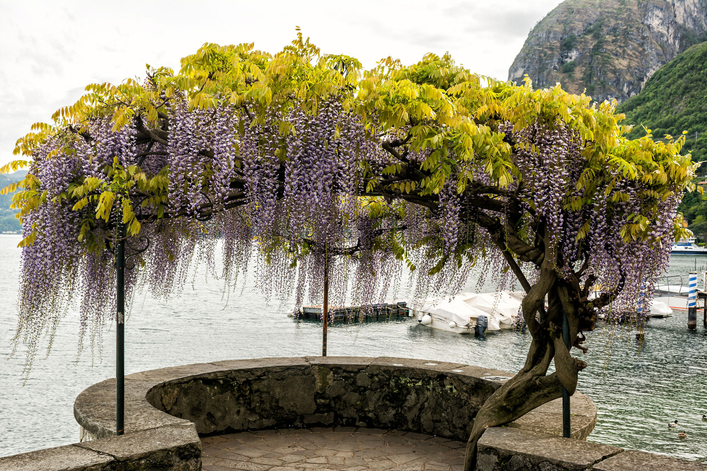 The wisteria of Menaggio