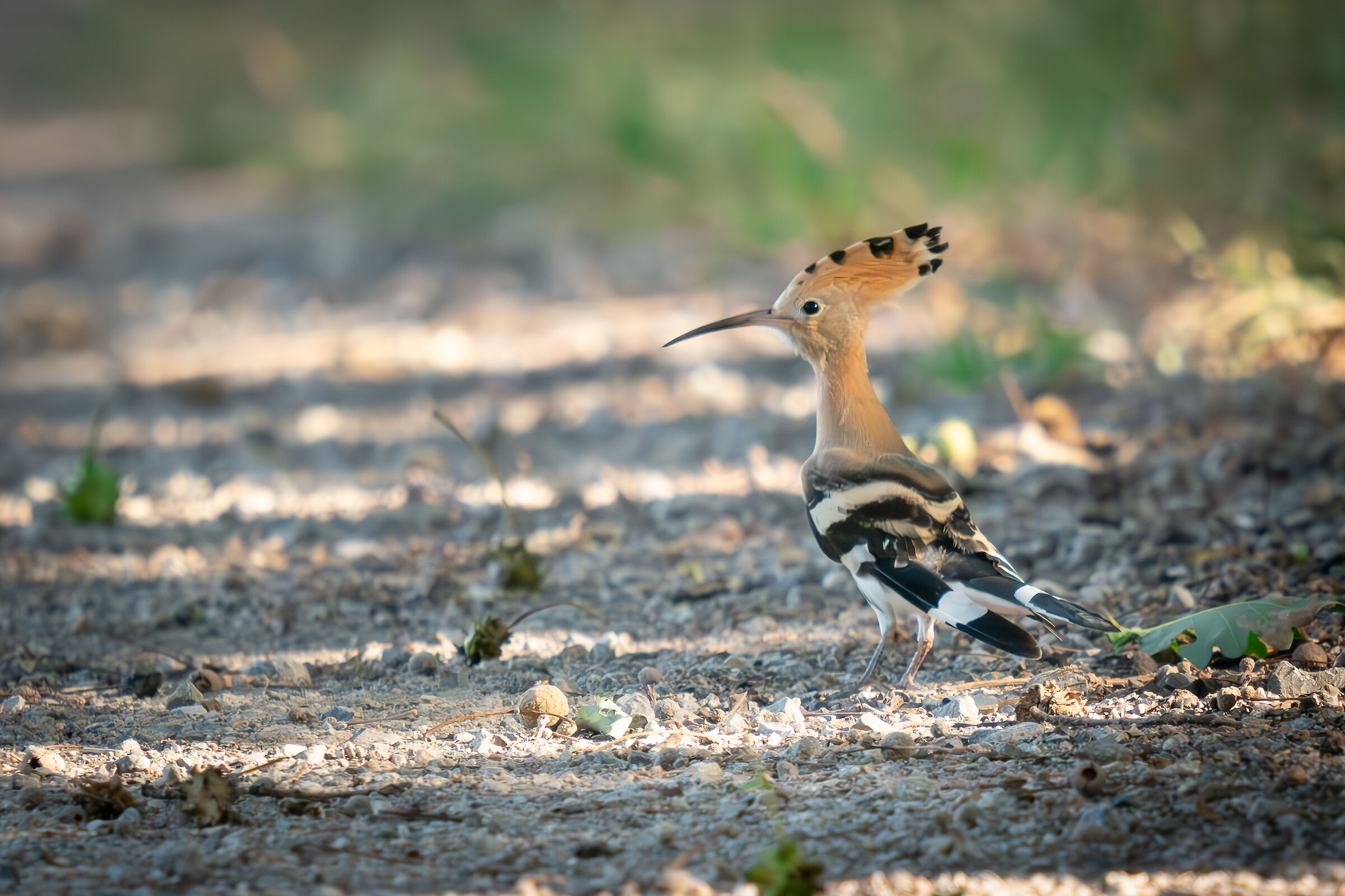 Hoopoe
