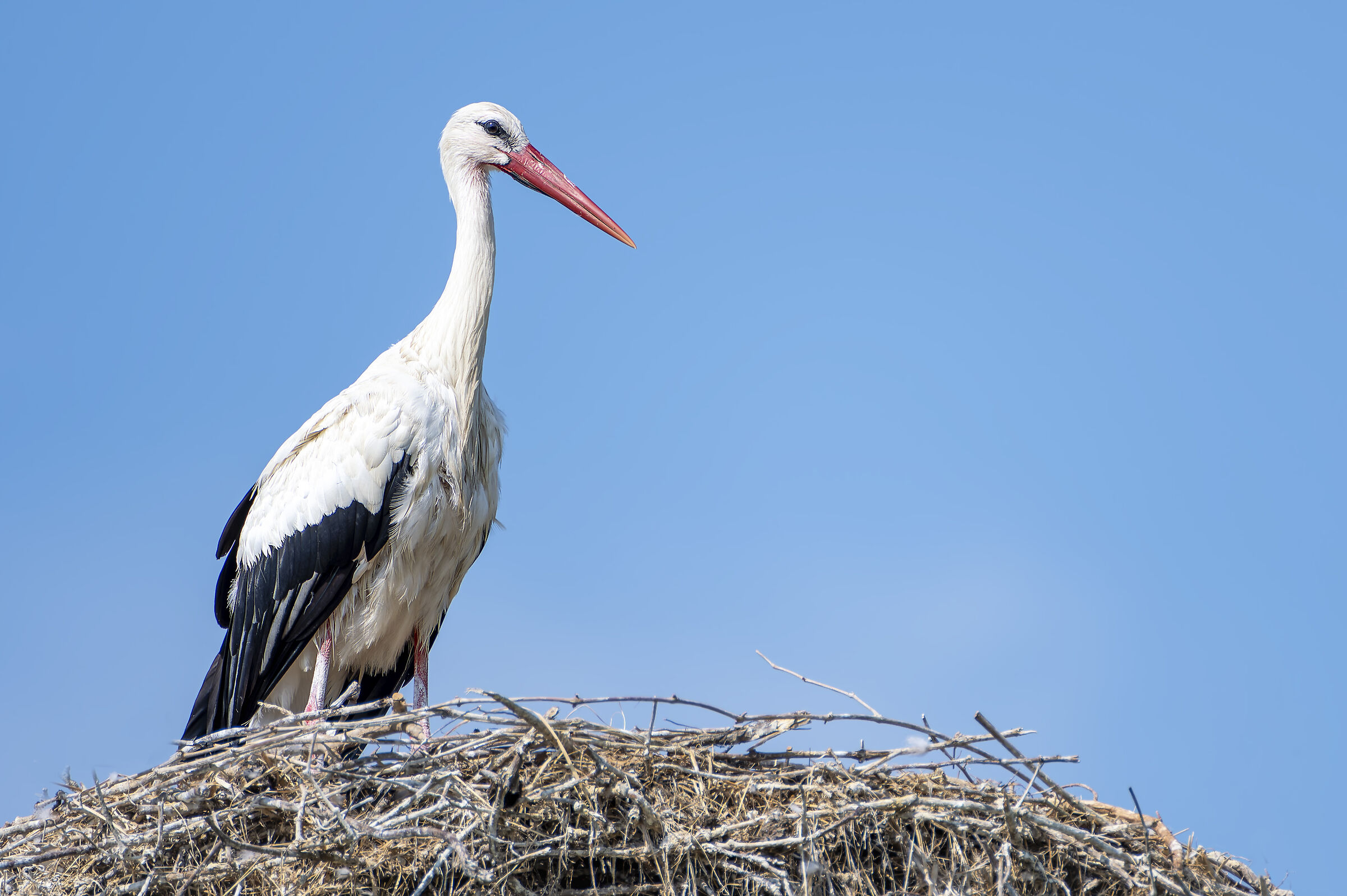 Stork on the nest