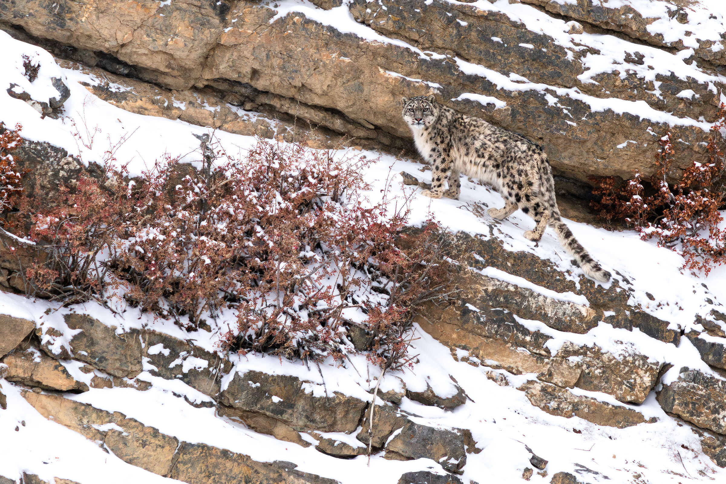 Snow leopard