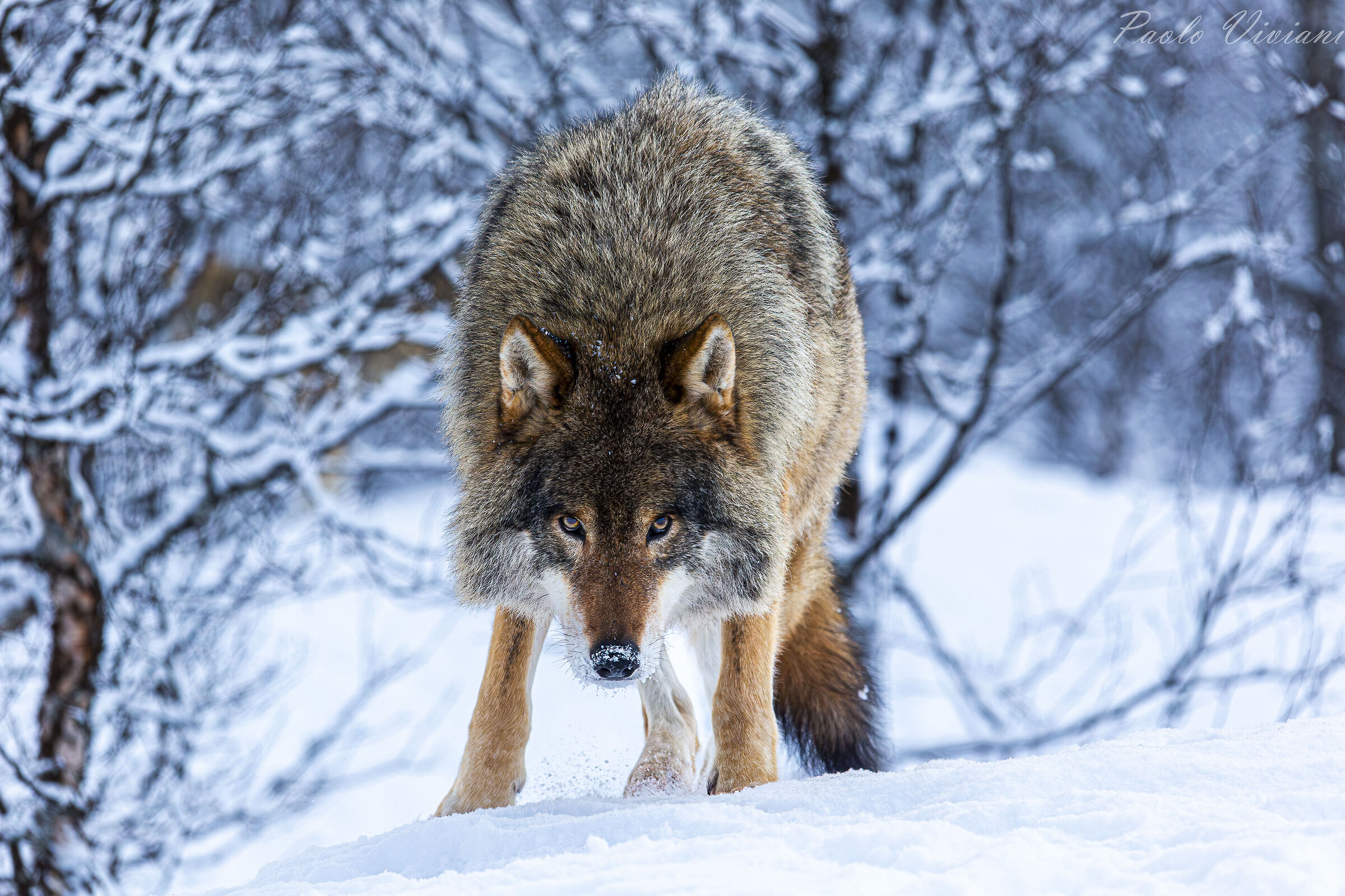 The next prey....