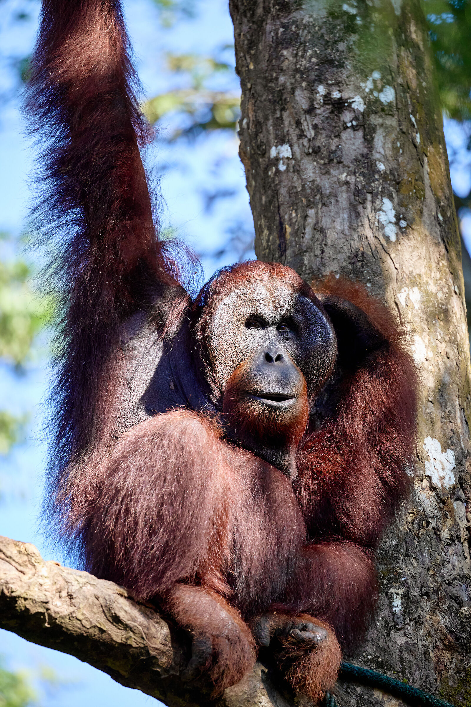 Great Orangutan