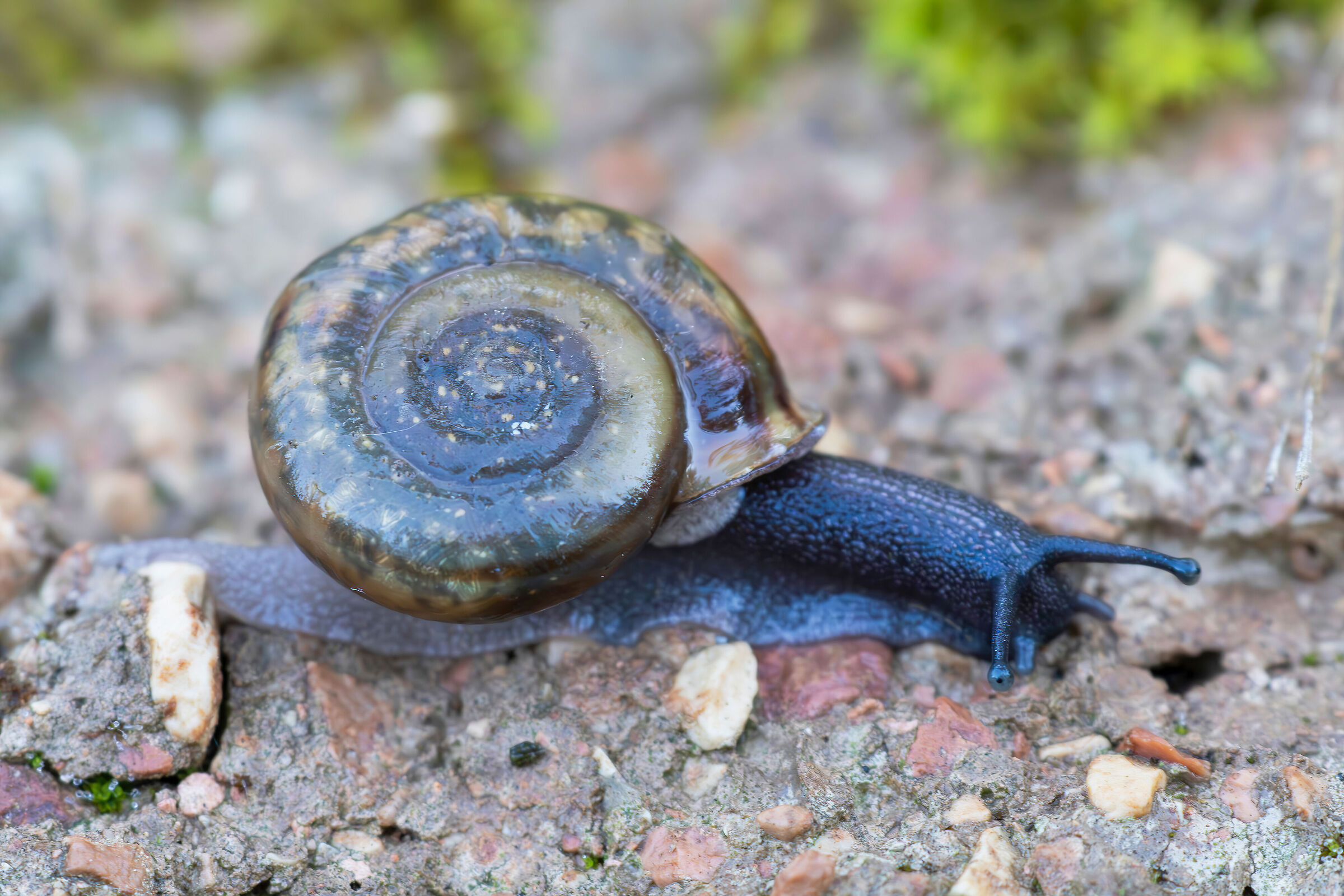 Snail