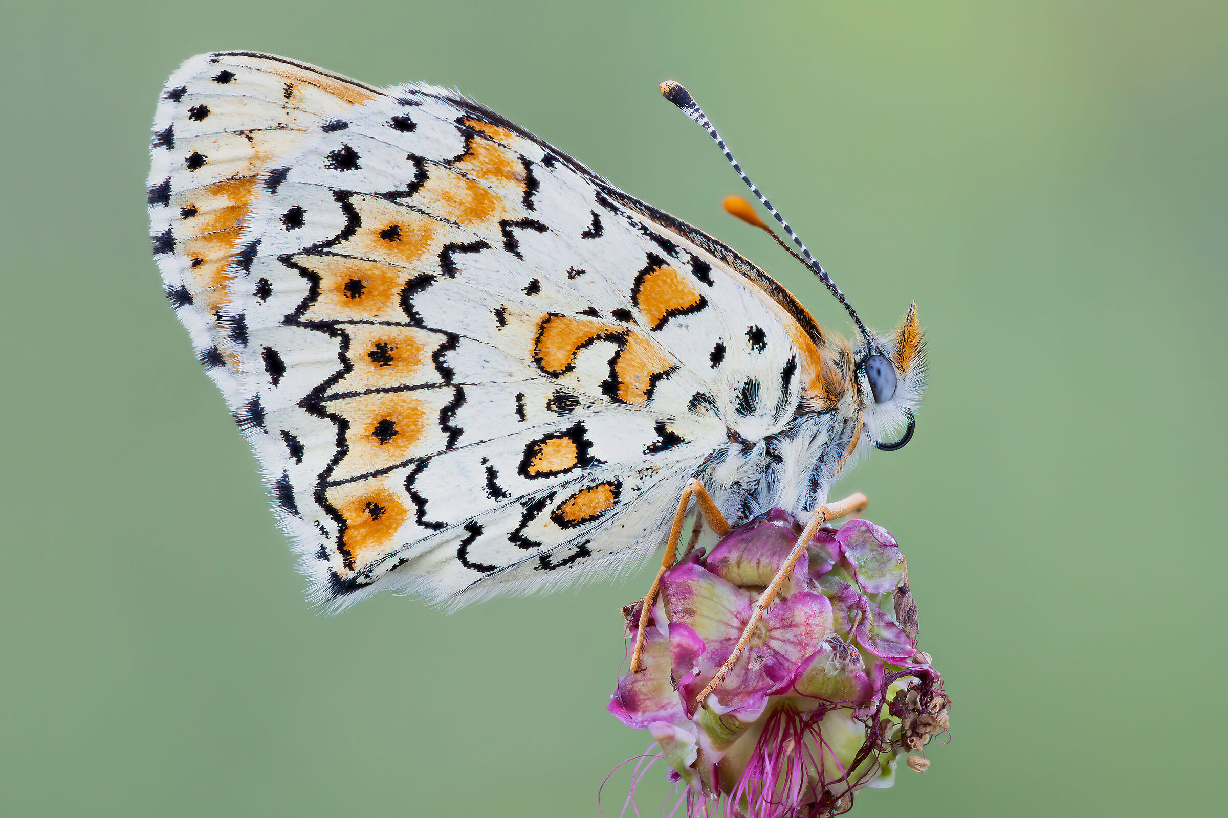 Melitaea cinxia