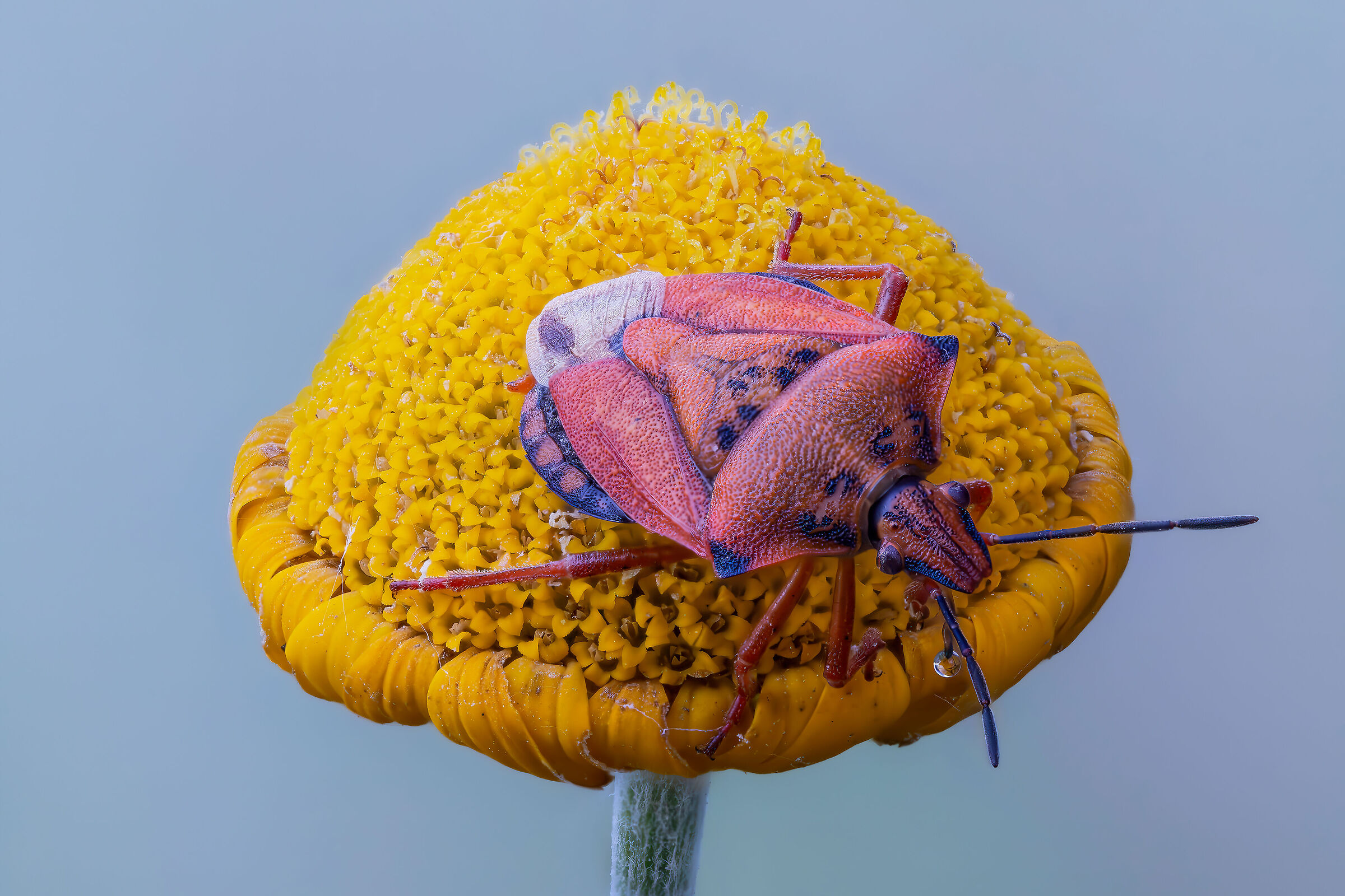 Carpocoris mediterraneus mediterraneus