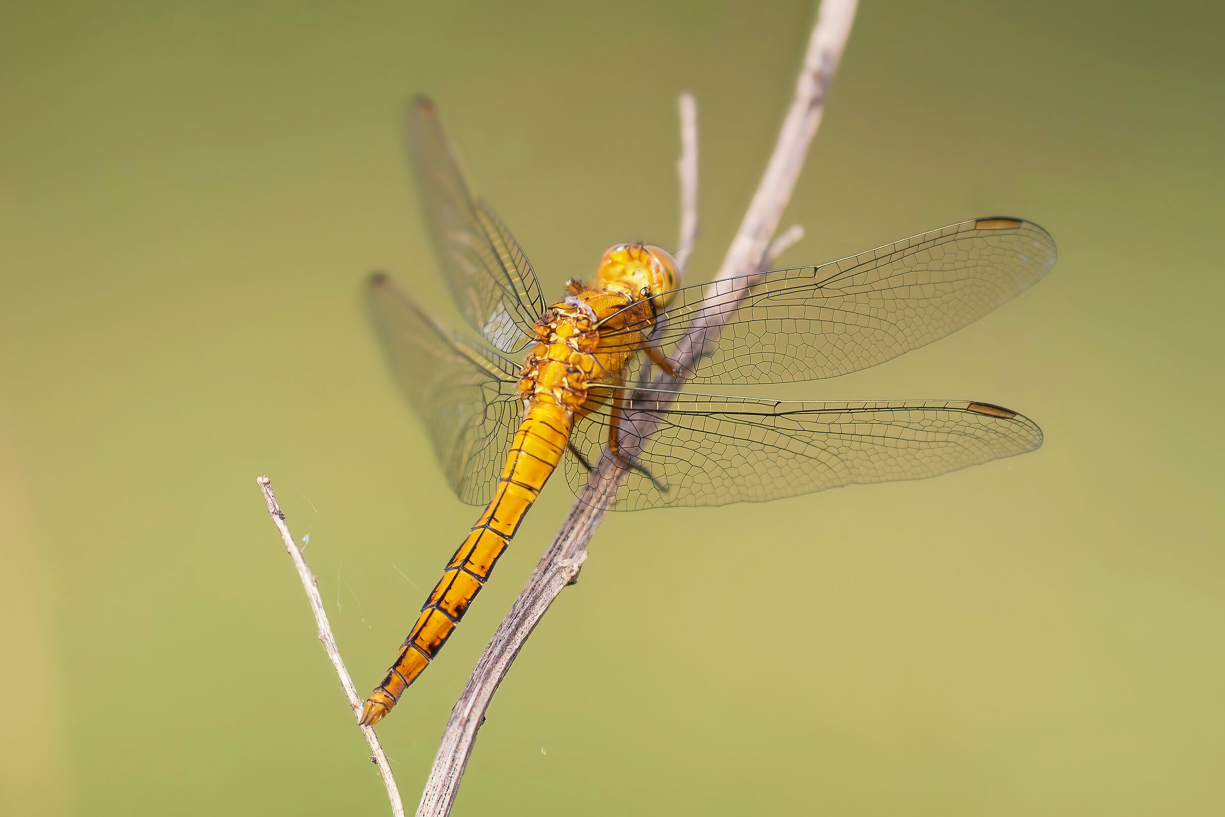 Orthetrum brunneum
