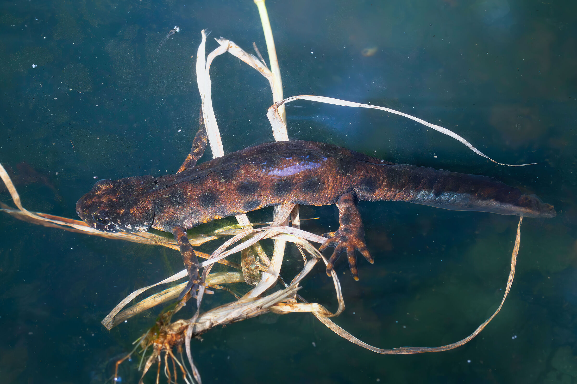 Triturus carnifex (crested newt)