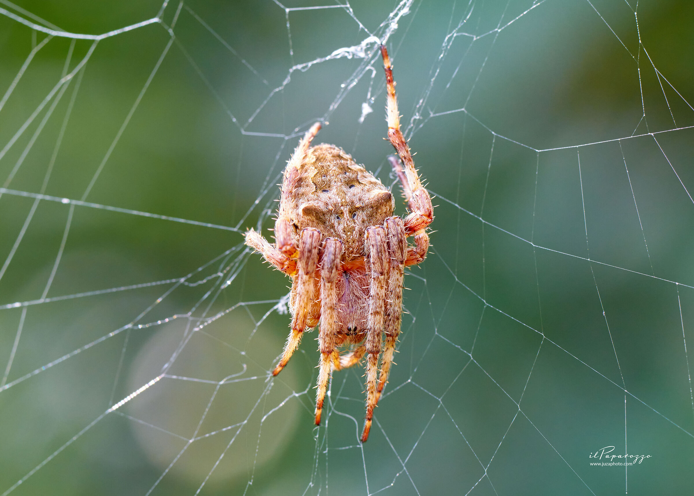 Araneus