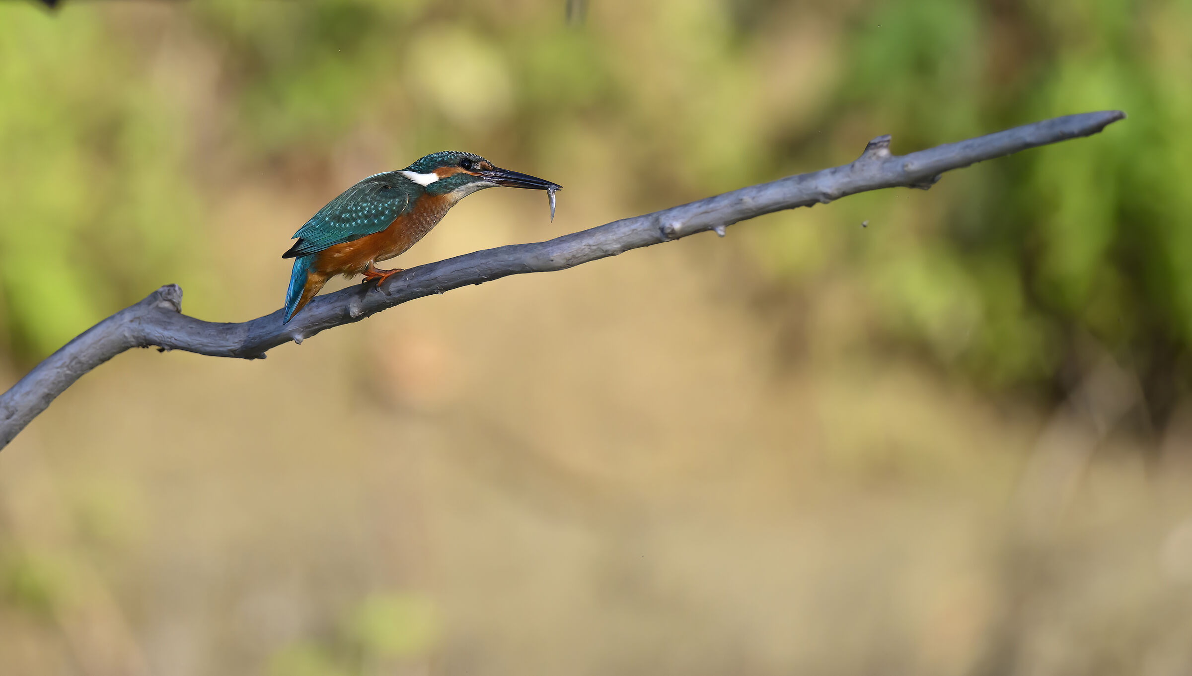 Kingfisher