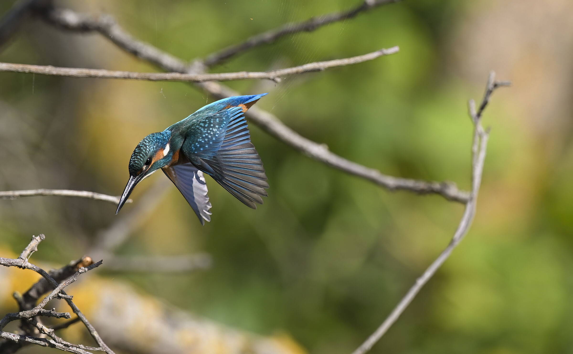 Kingfisher