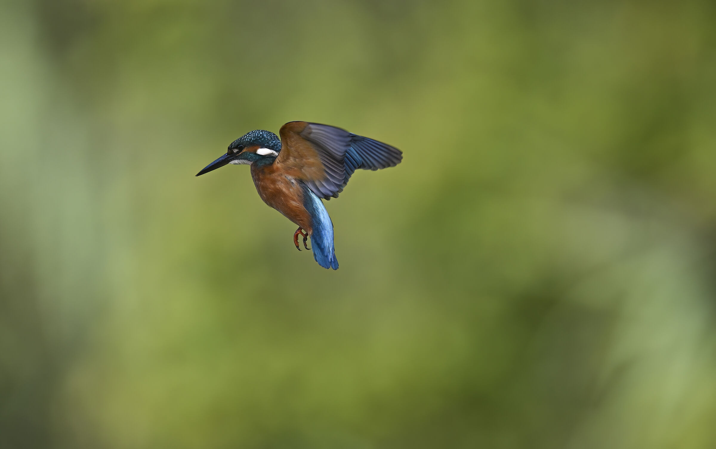 Kingfisher