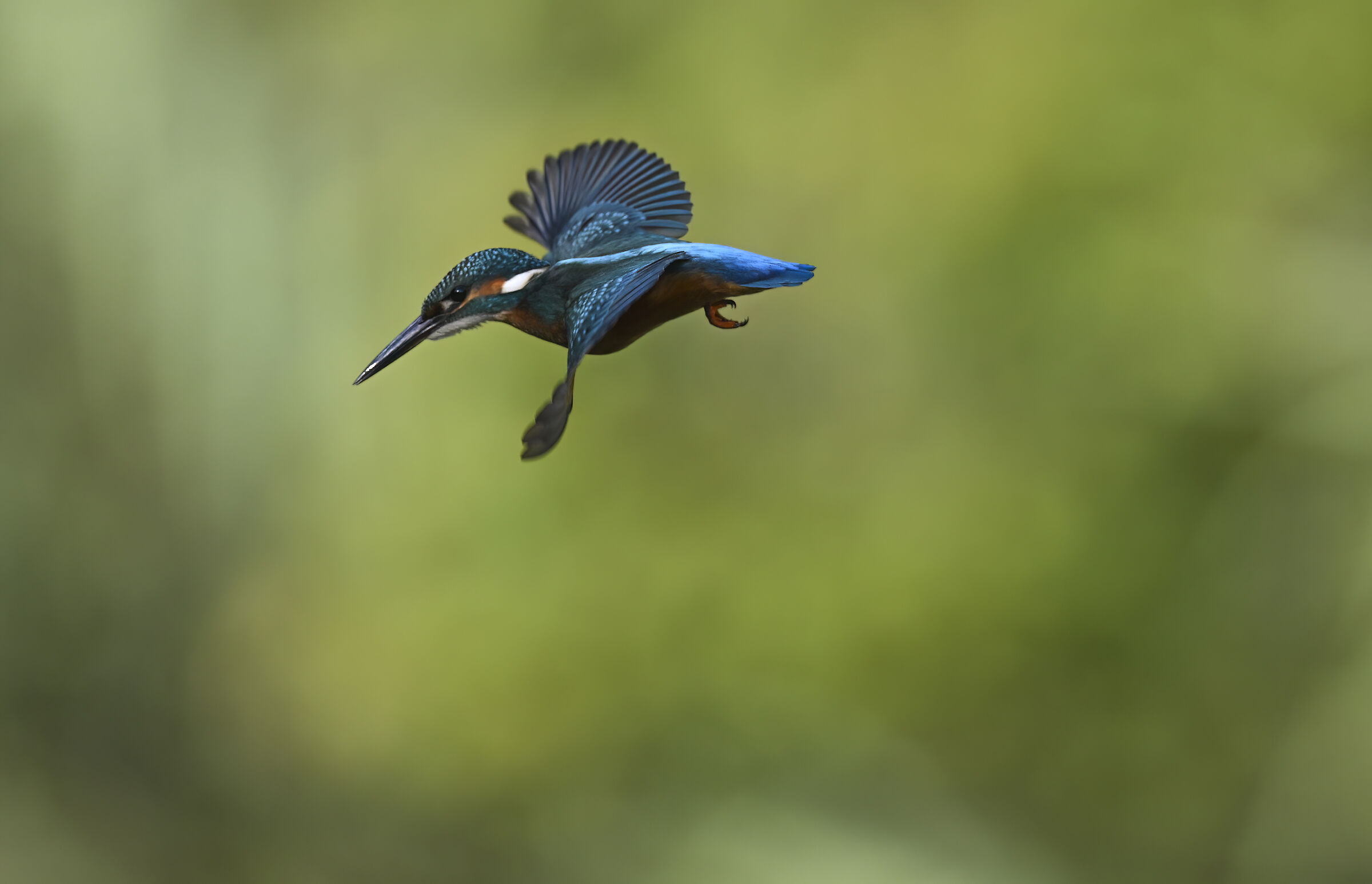 Kingfisher