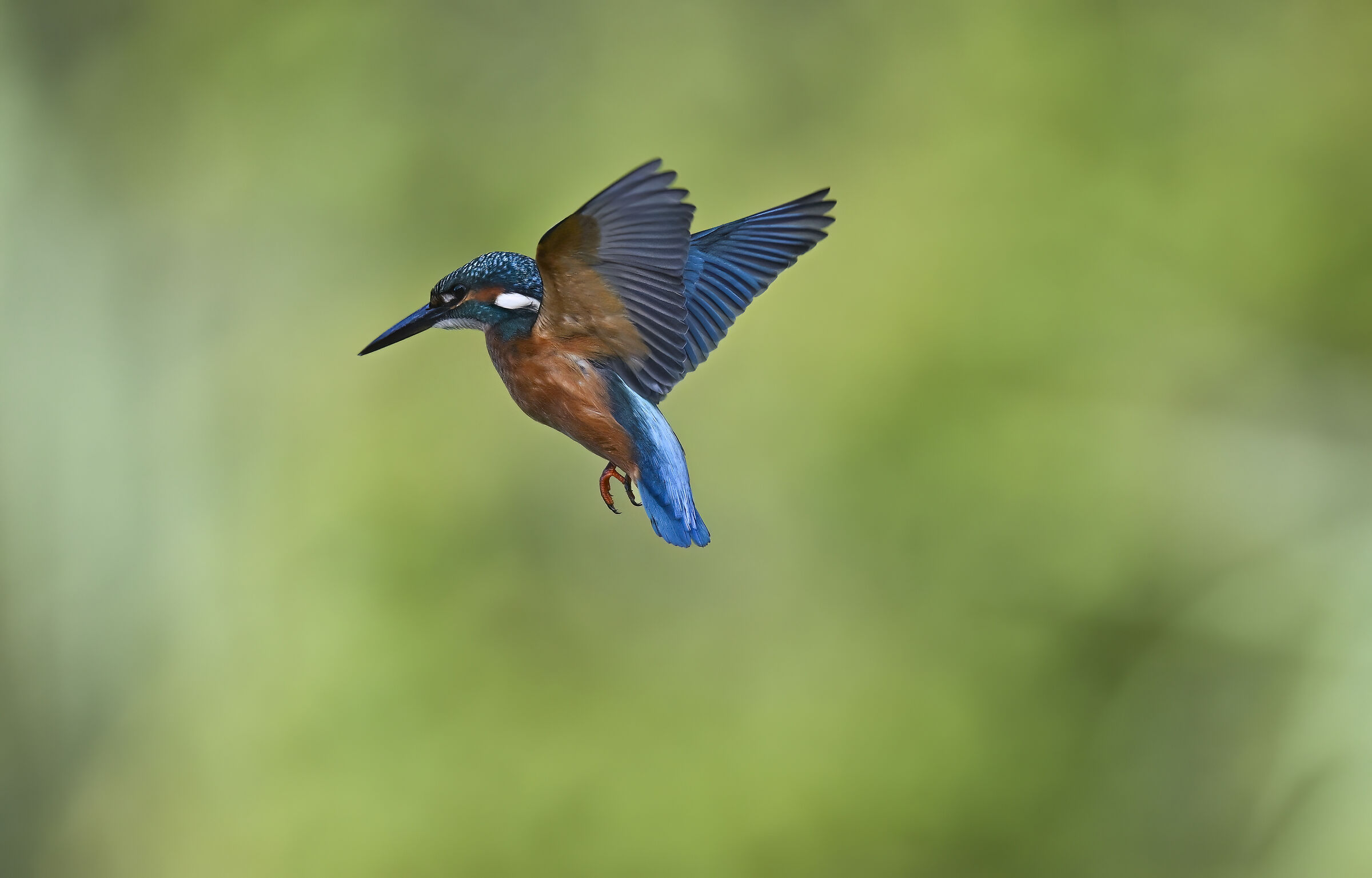 Kingfisher